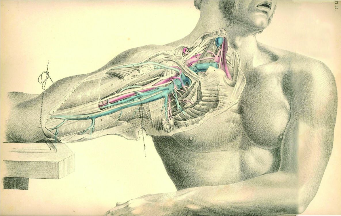 Anatomy Wallpaper HD
