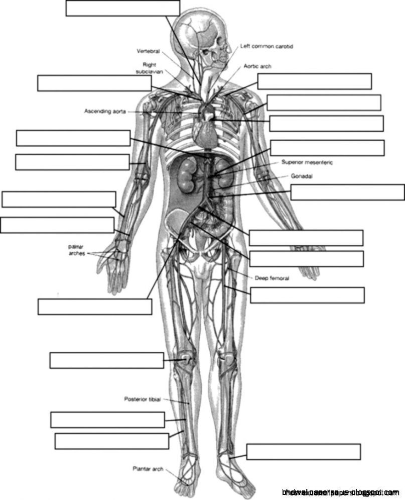 Anatomy And Physiology Coloring Workbook Answers HD Wallpaper Plus Pages Free Study Guide