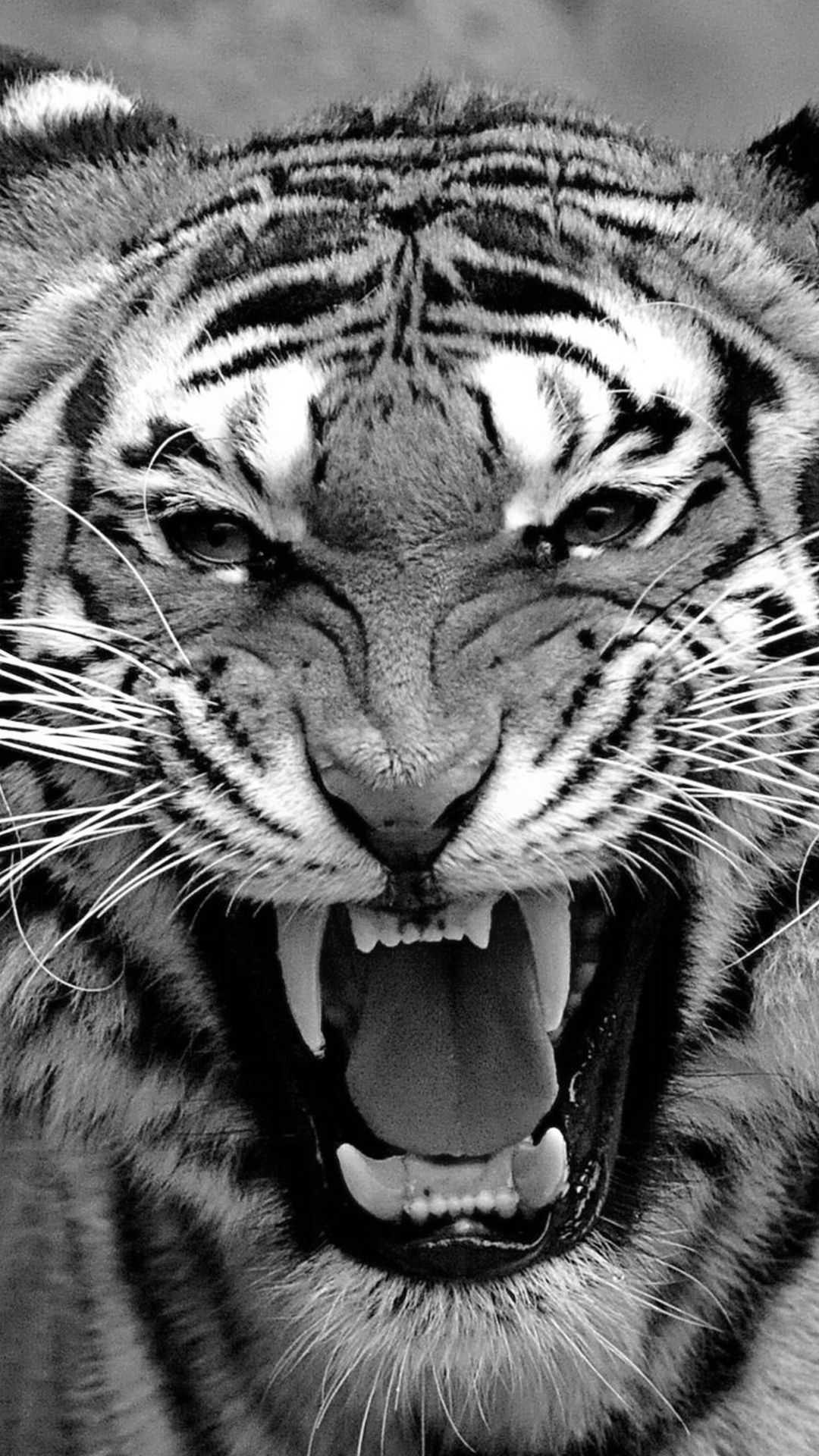Bengal Tiger iPhone Background