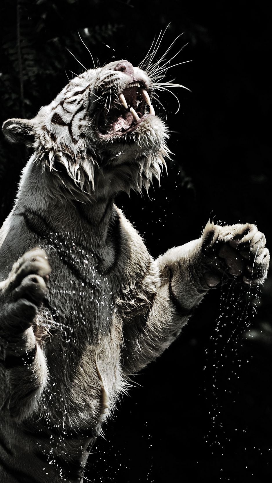 Download Wallpaper 938x1668 White Tiger, Grin, Spray, Tiger, Predator, Big Cat Iphone 8 7 6s 6 For Parallax HD Background