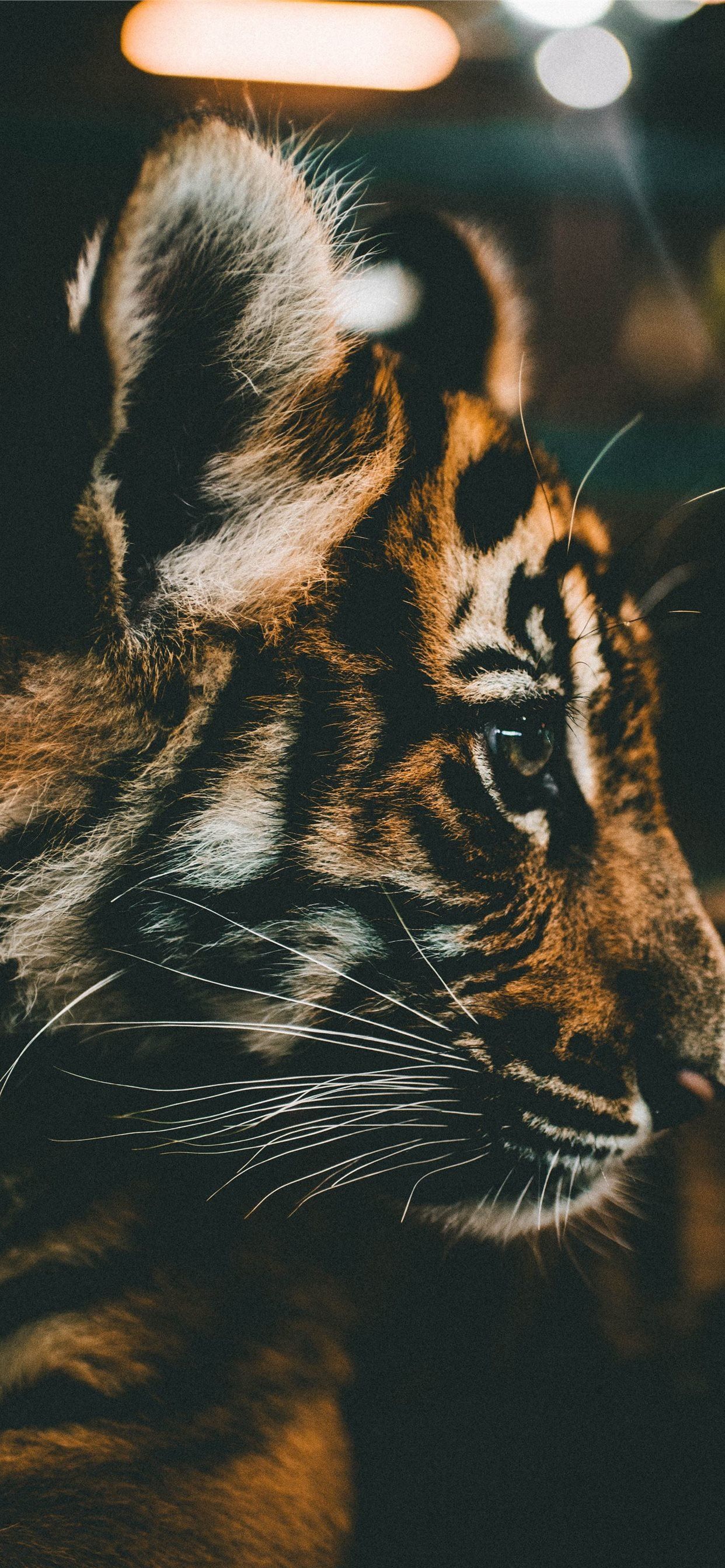 Baby Tiger HD iPhone X Wallpaper Free Download