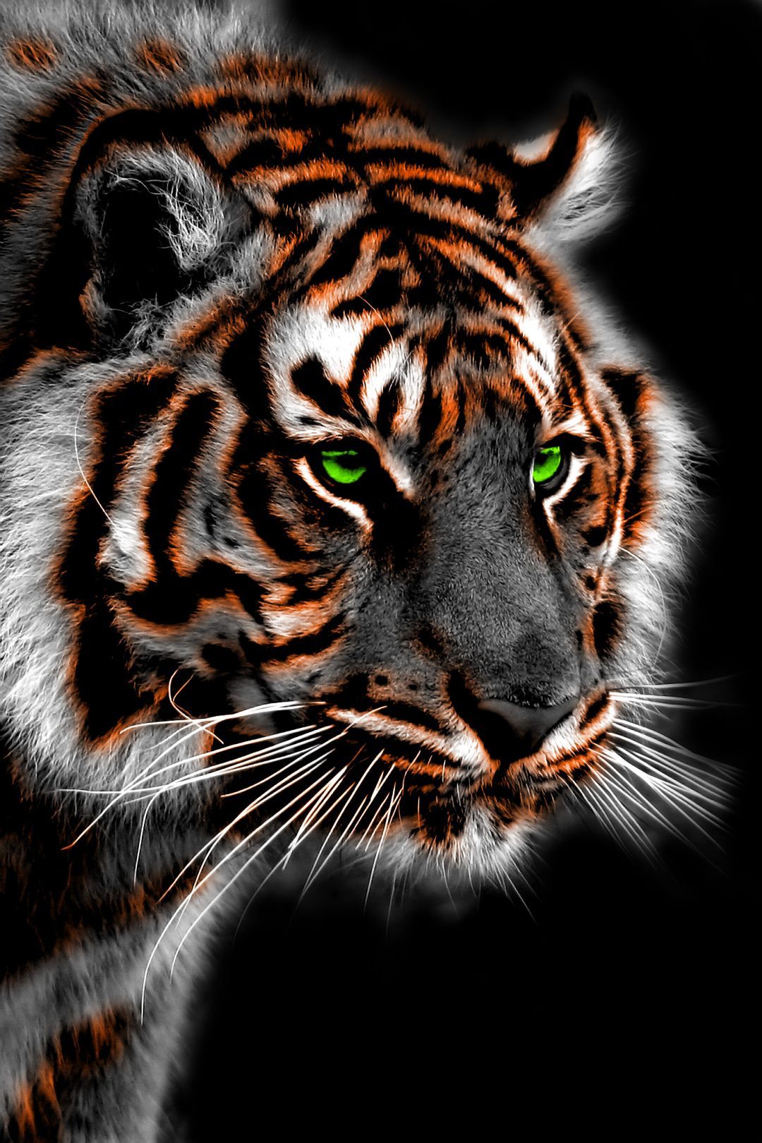 Tiger iPhone, iPhone, Desktop HD Background / Wallpaper (1080p, 4k) (1414x2120) (2020)