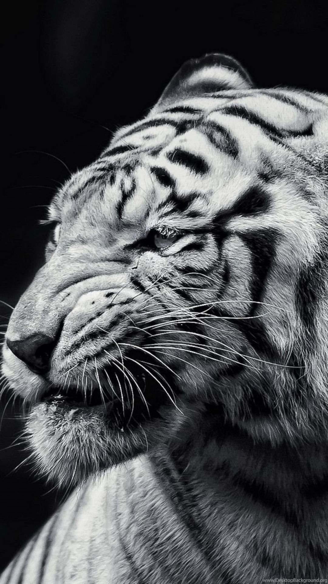 Tiger iPhone HD Wallpapers - Wallpaper Cave