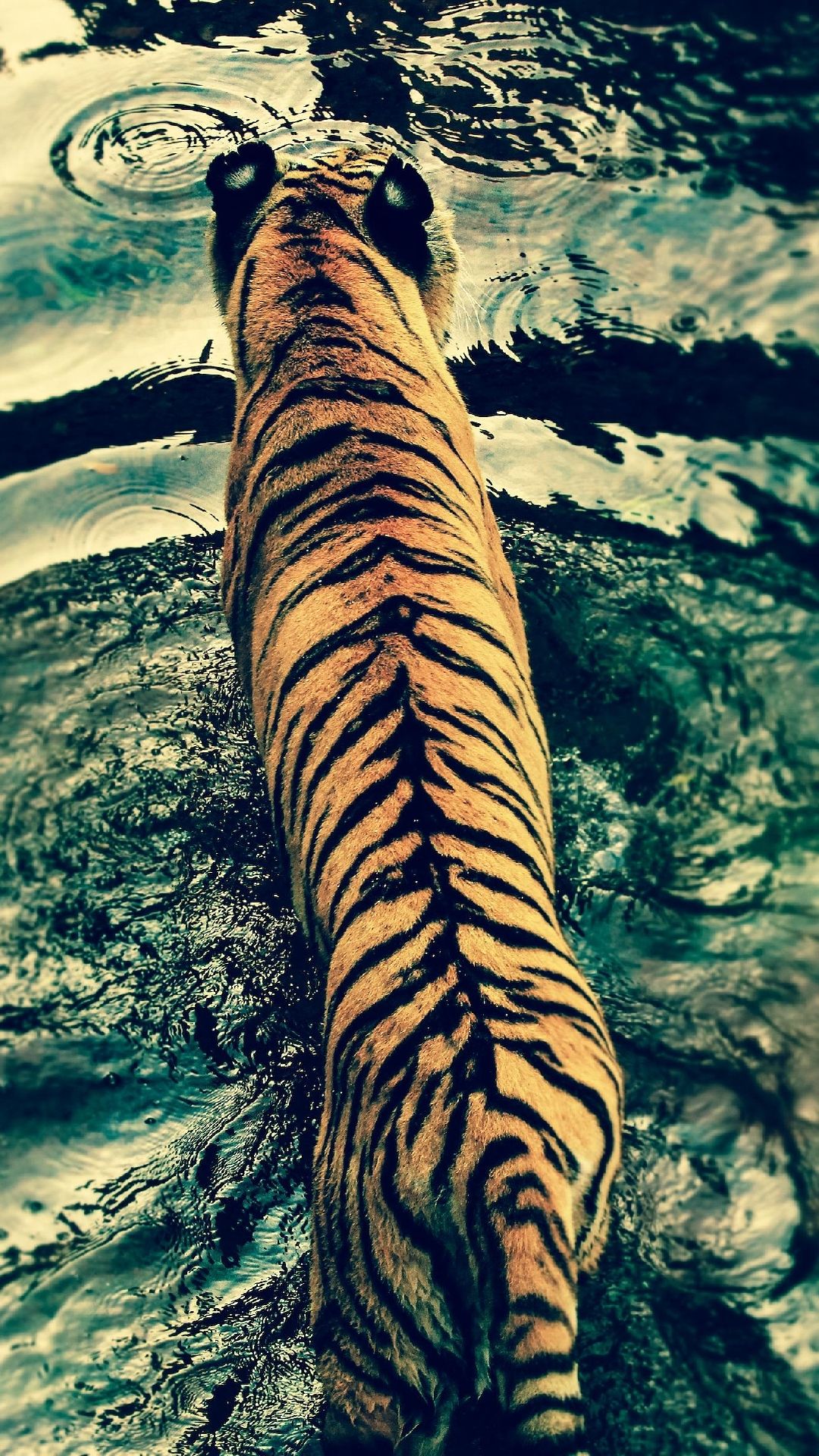 iPhone Wallpaper Tiger crossing the river HD Wallpaper