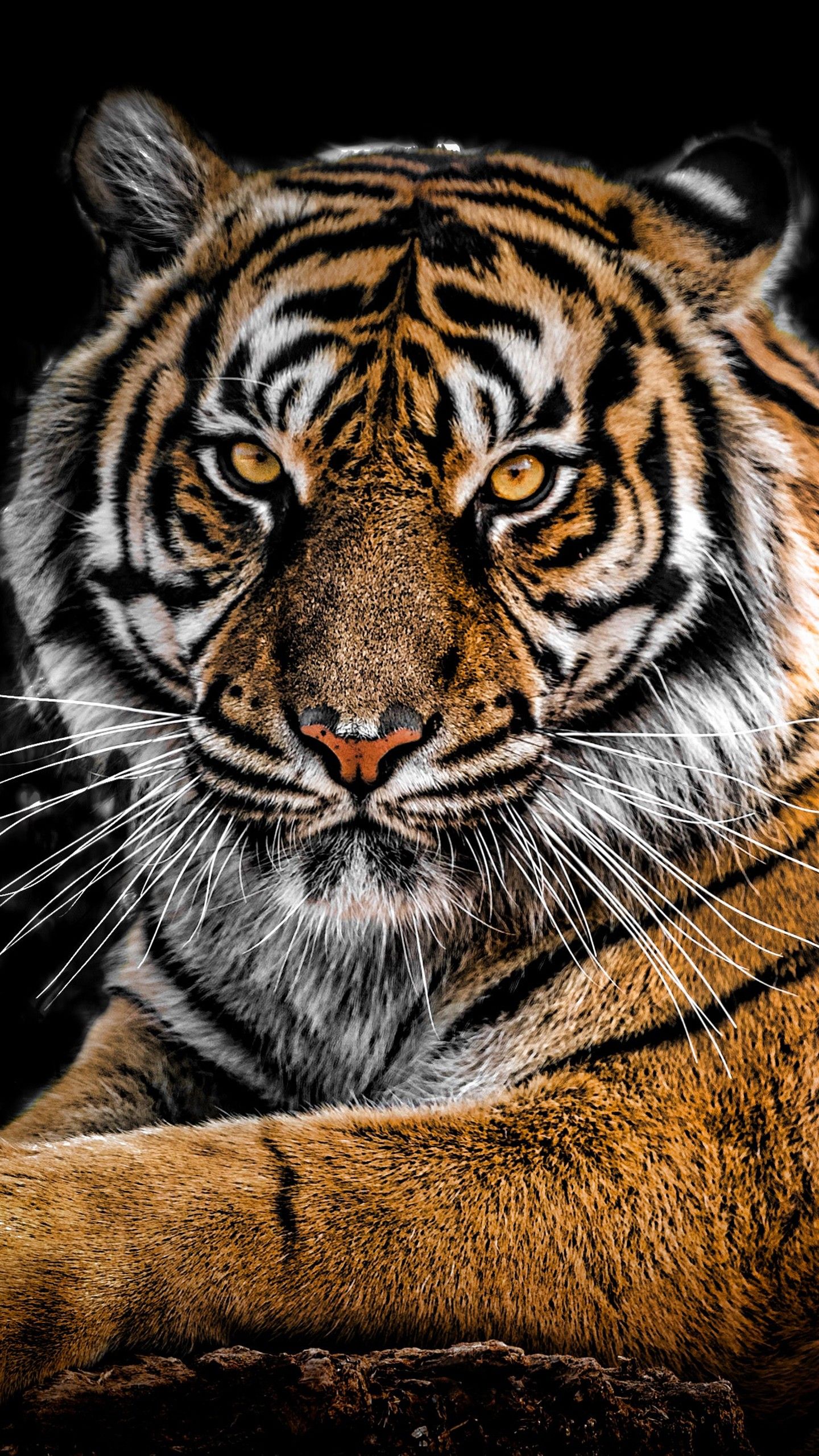 Tiger Art Beige Wallpapers  Aesthetic Tiger Wallpapers for iPhone