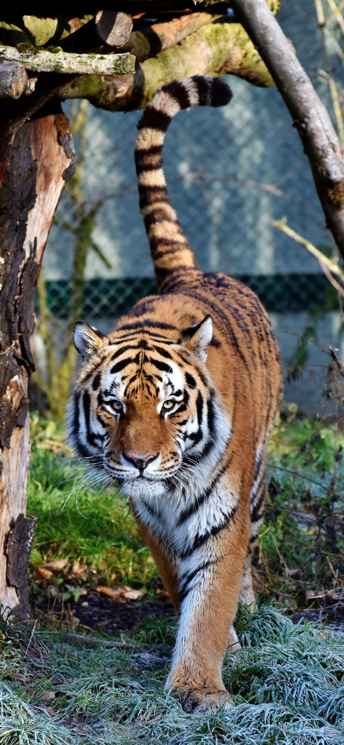 Download 1125x2436 wallpaper tiger, predator, looking straight, zoo, iphone x 1125x2436 HD image, background, 3453