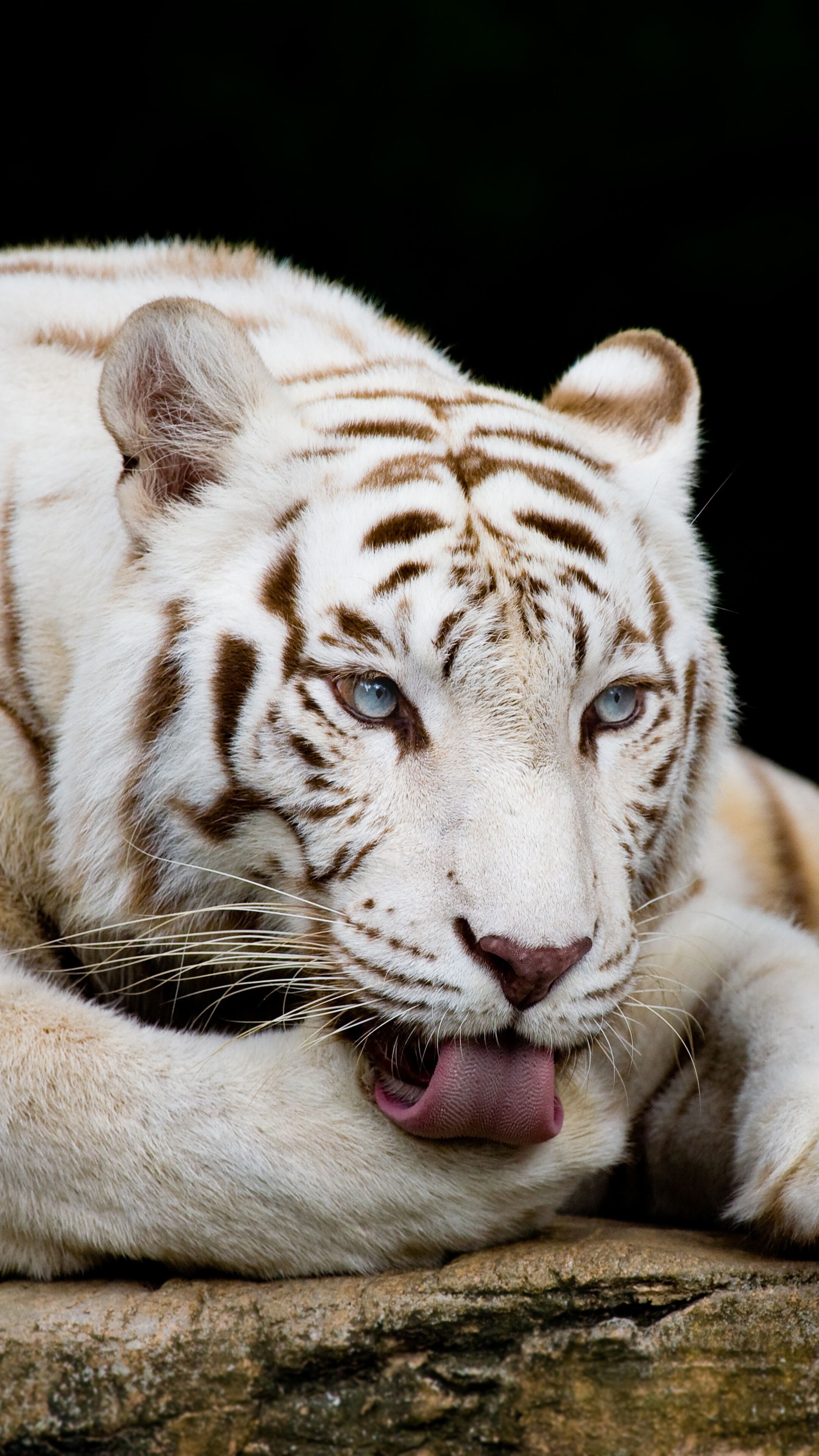 White Tiger iPhone 6s, 6 HD Wallpaper, Image, Background, Photo and Picture. Mocah.org HD Wallpaper