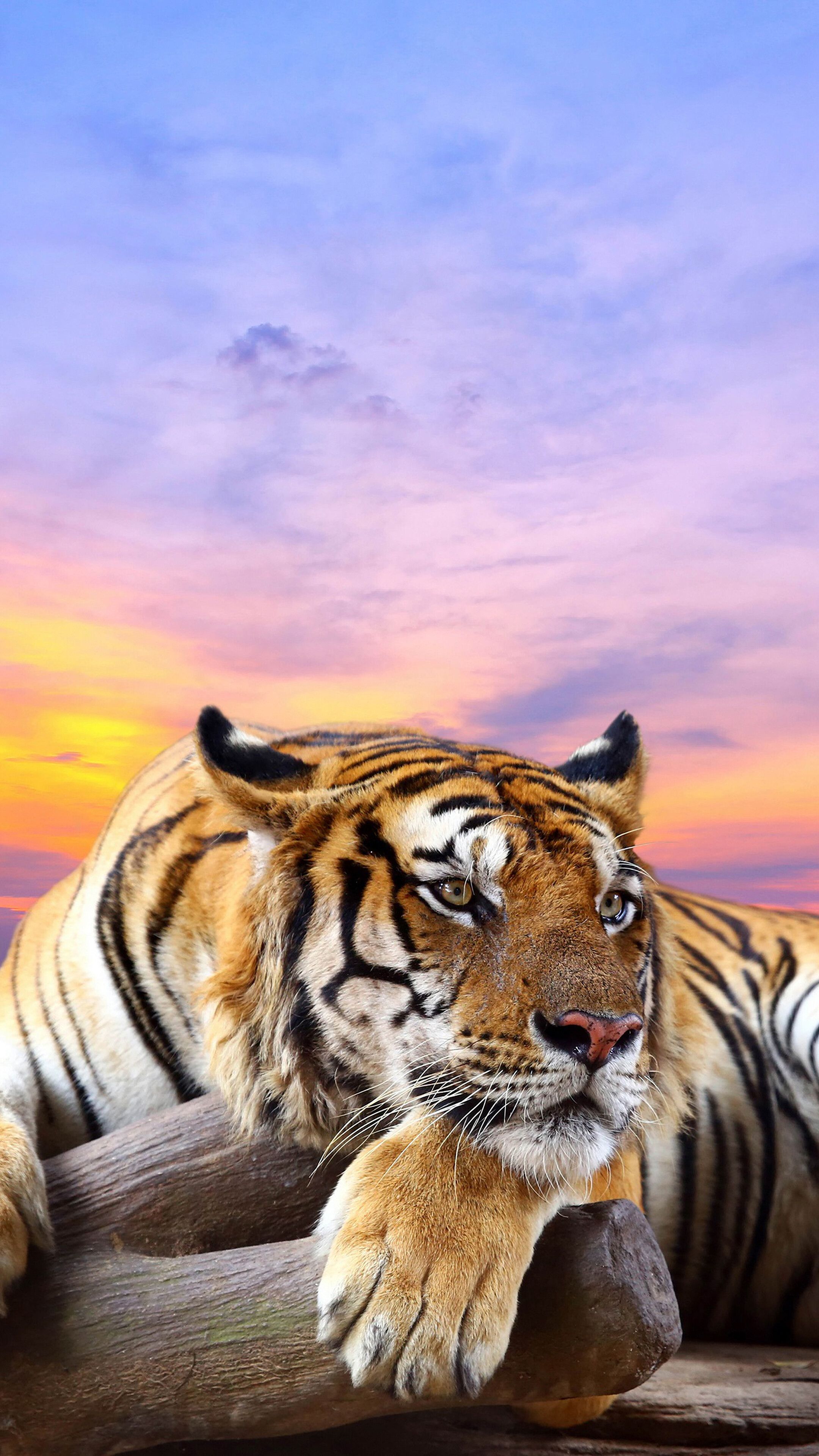 Tiger, 4K iPhone 6s, 6 HD Wallpaper, Image, Background, Photo and Picture. Mocah.org HD Wallpaper