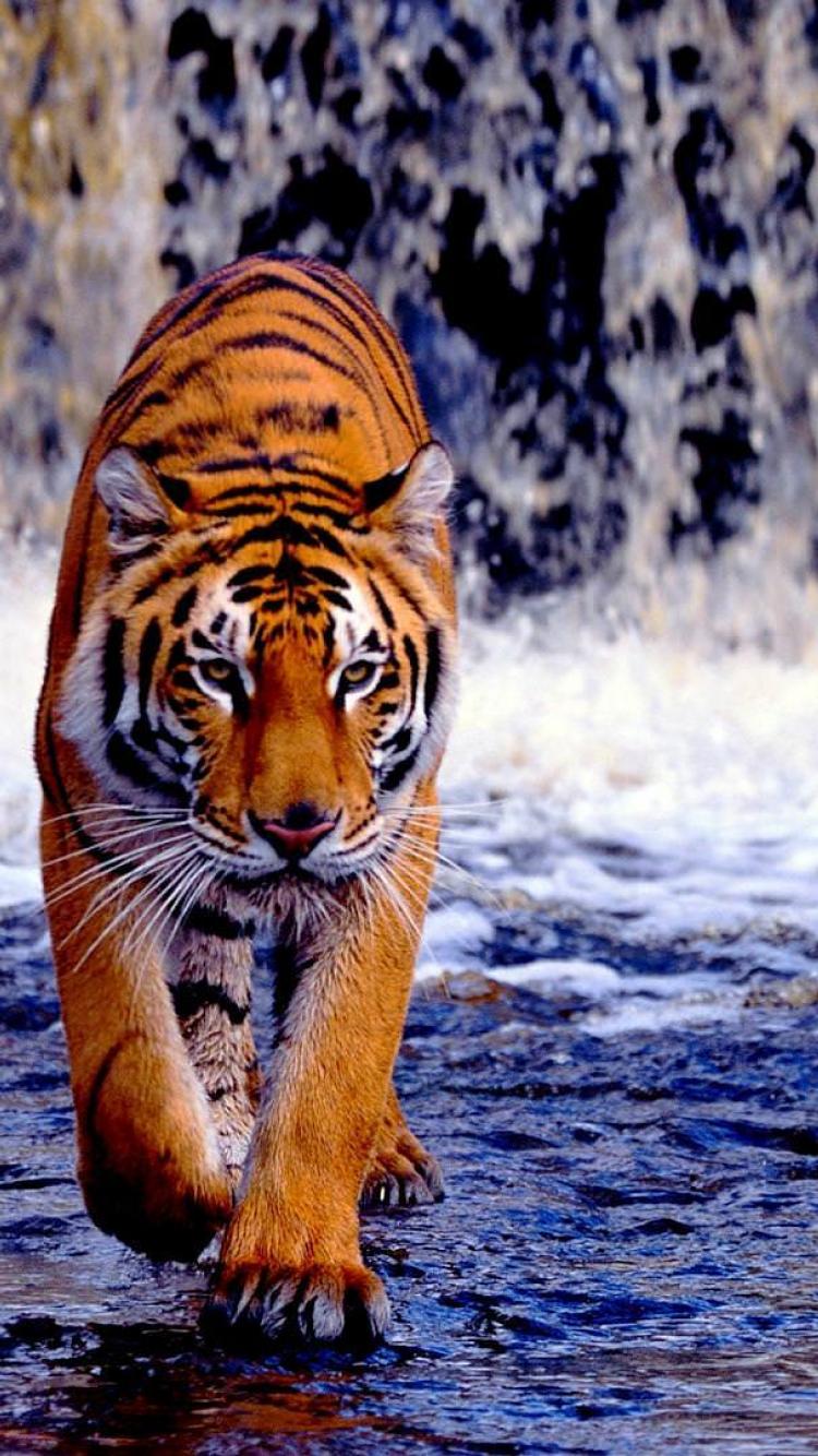 Royal Bengal Tiger: Cool royal walk
