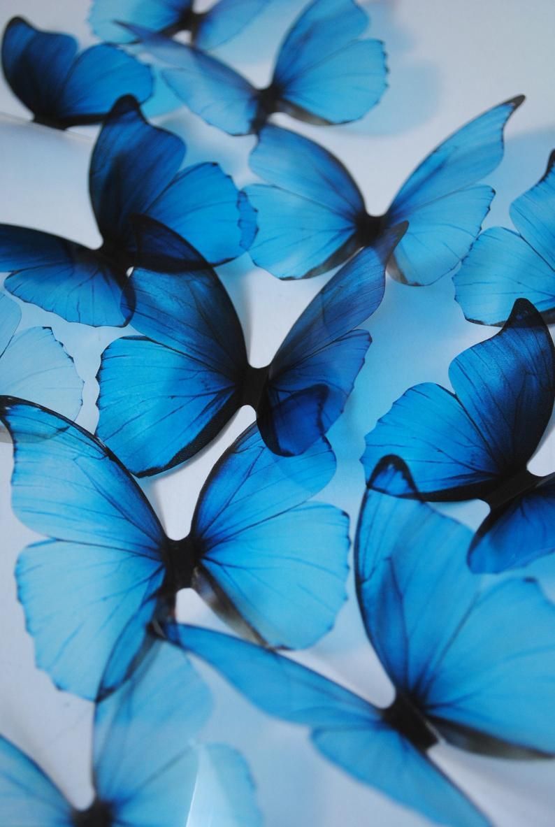 Blue rainbow butterflies acetate butterflies blue butterfly Blue butterfly blue butterfly wall decor. Blue butterfly wallpaper, Blue aesthetic pastel, Wall collage