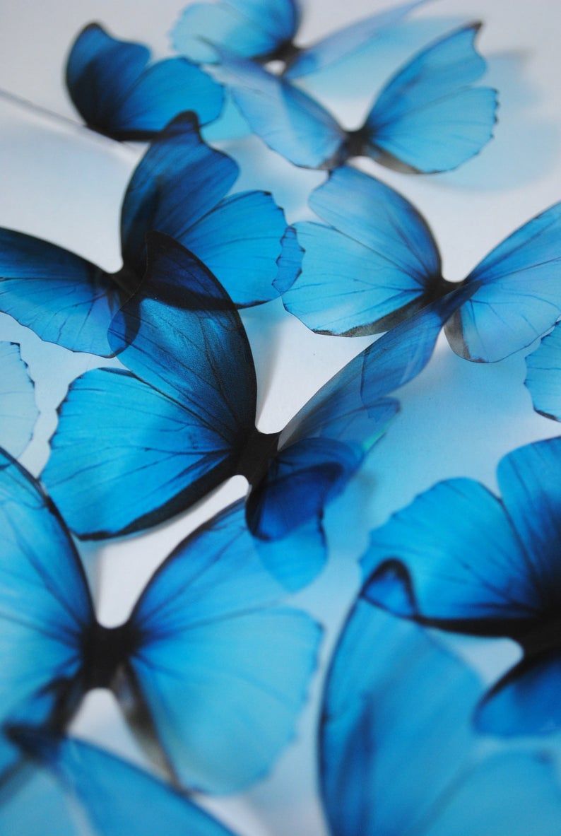 Blue rainbow butterflies acetate butterflies blue butterfly Blue butterfly blue butterfly wall decor. Butterfly wall decor, Blue butterfly wallpaper, Rainbow butterflies
