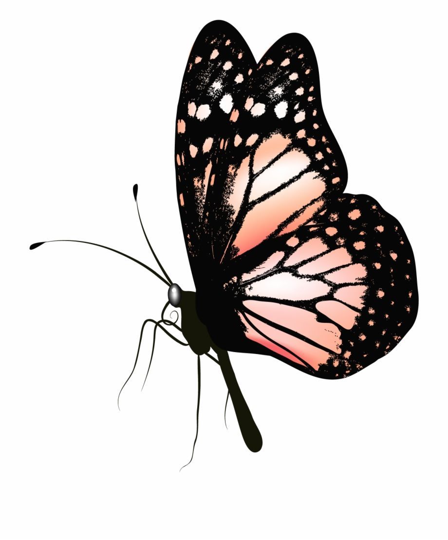 Butterfly Gif Png Butterfly Background Png. Transparent PNG Download