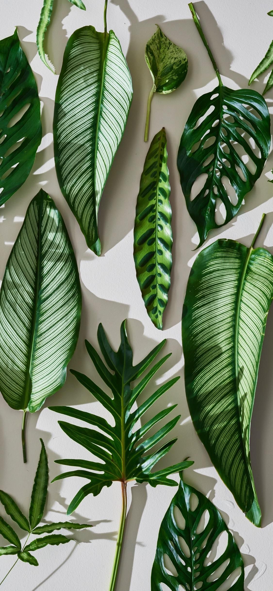 Leaves me be. Plant wallpaper, Plant painting, Plant aesthetic