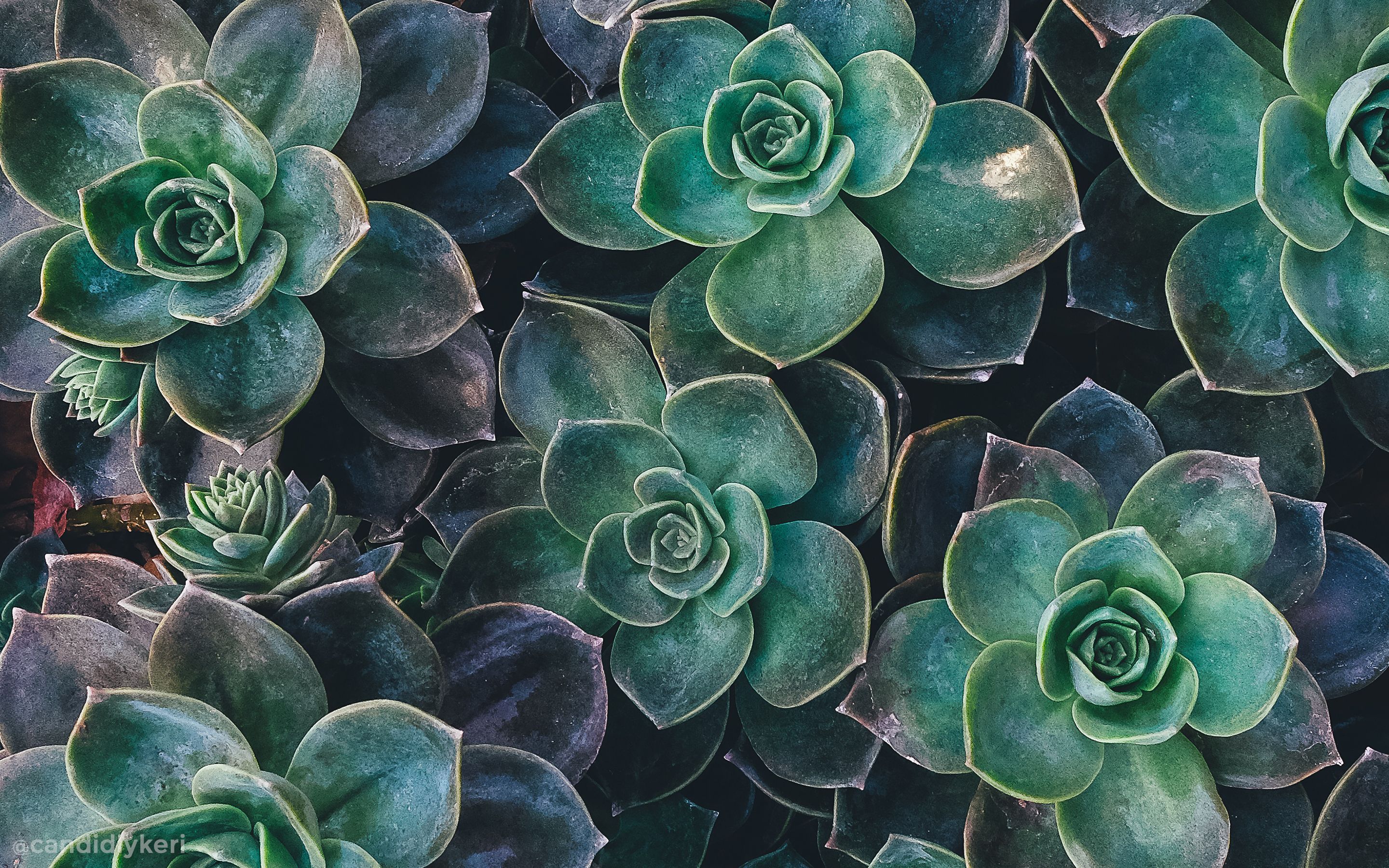 Cute Plant Wallpaper