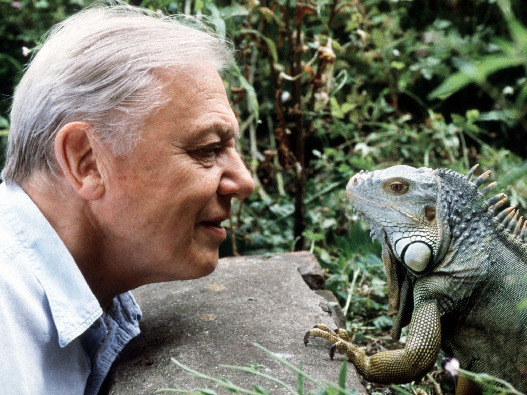 David attenborough wallpapers wallpaper cave