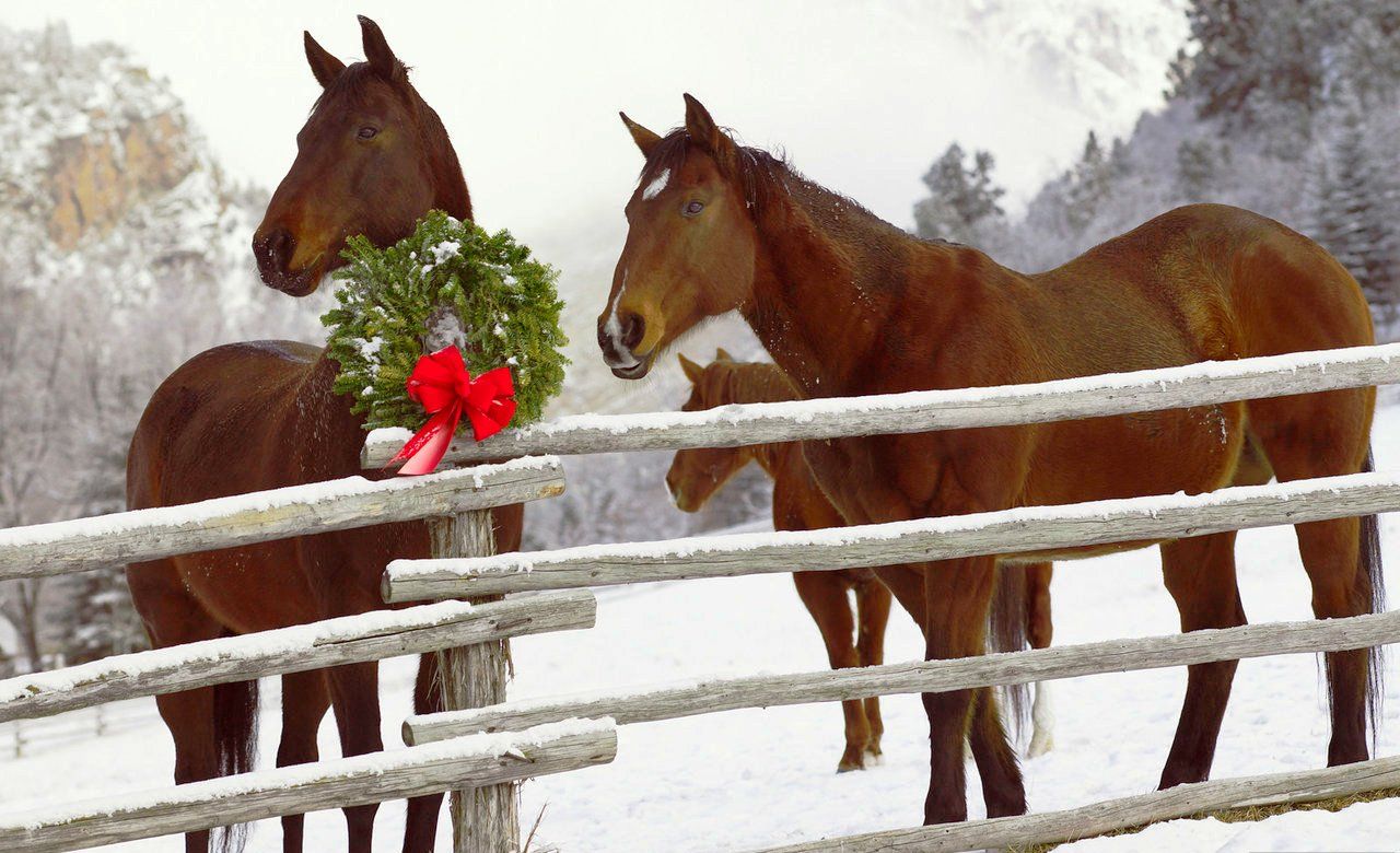 Лошади зимой новый год