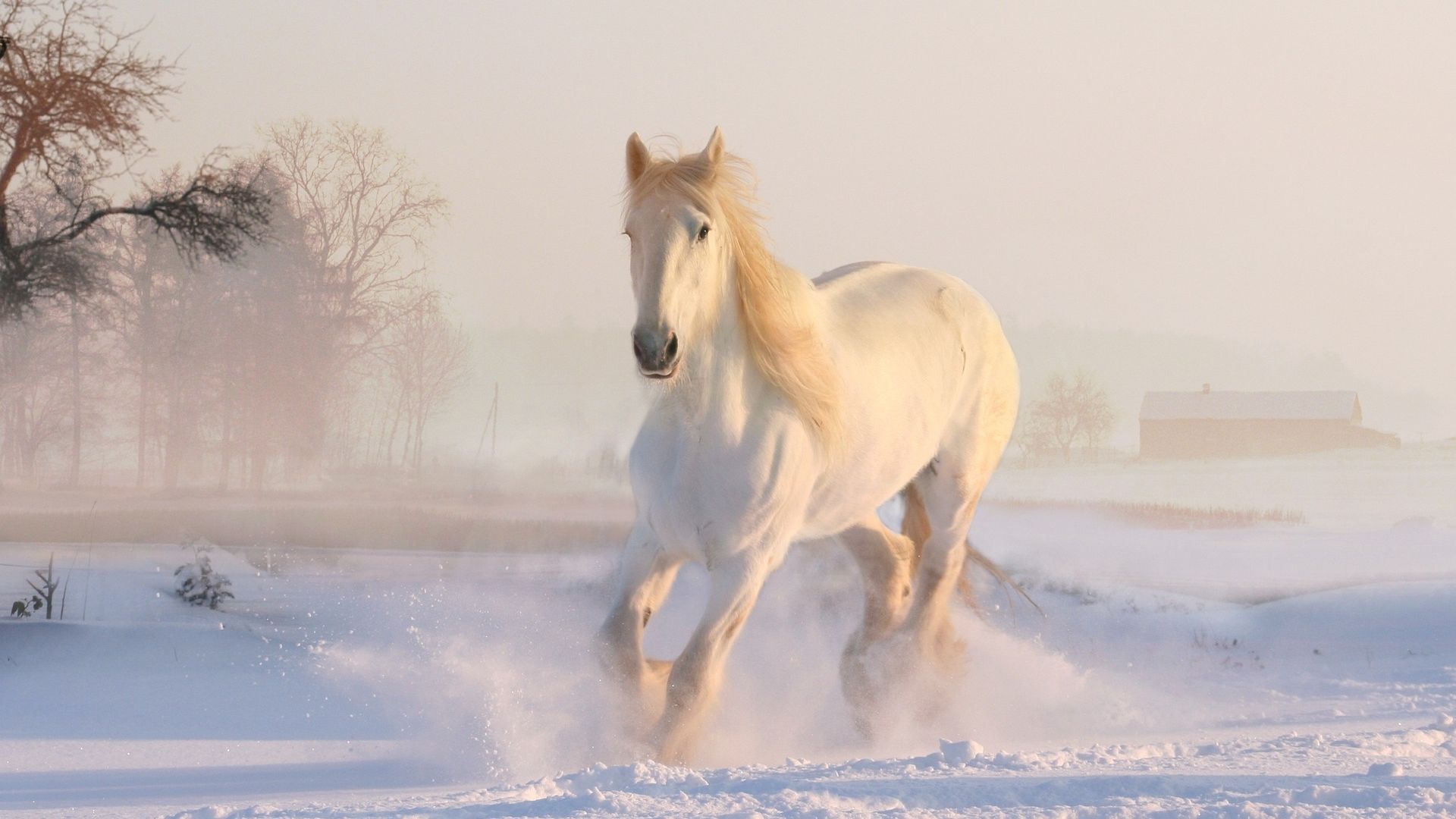 Christmas Winter White Horse Running Wallpaper