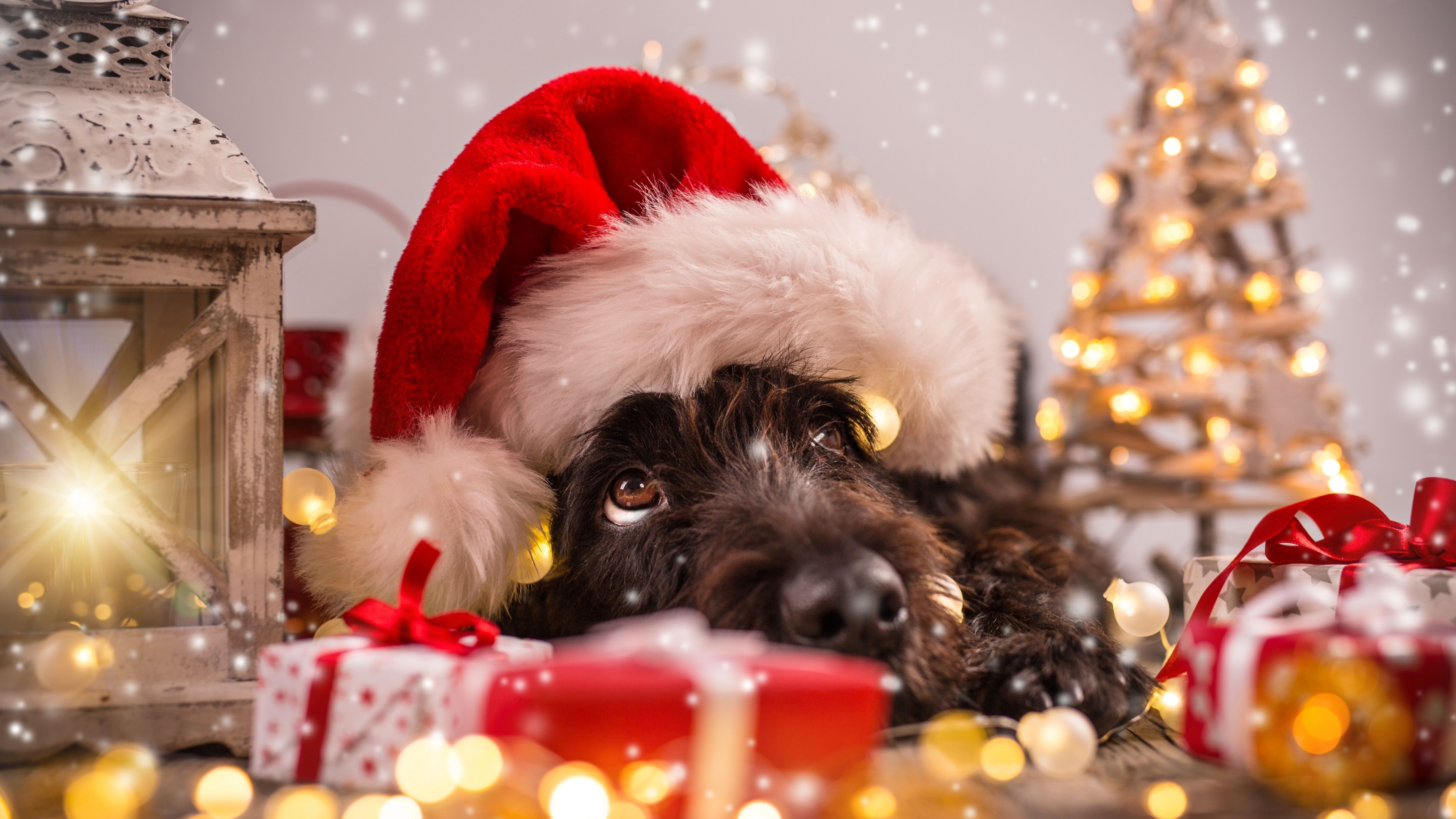 Wallpaper Christmas, New Year, snow, dog, cute animals, 4k, Holidays