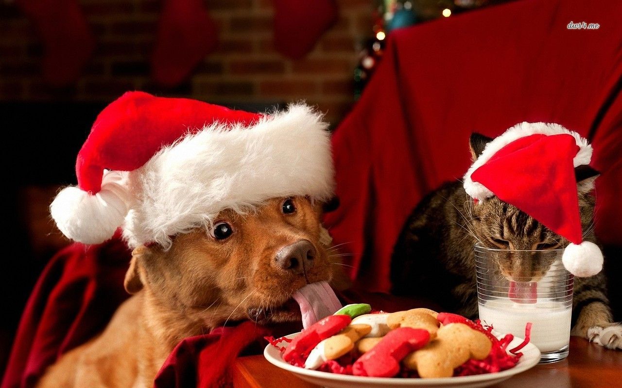 Christmas cat HD wallpaper. Christmas animals, Christmas cats, Christmas dog