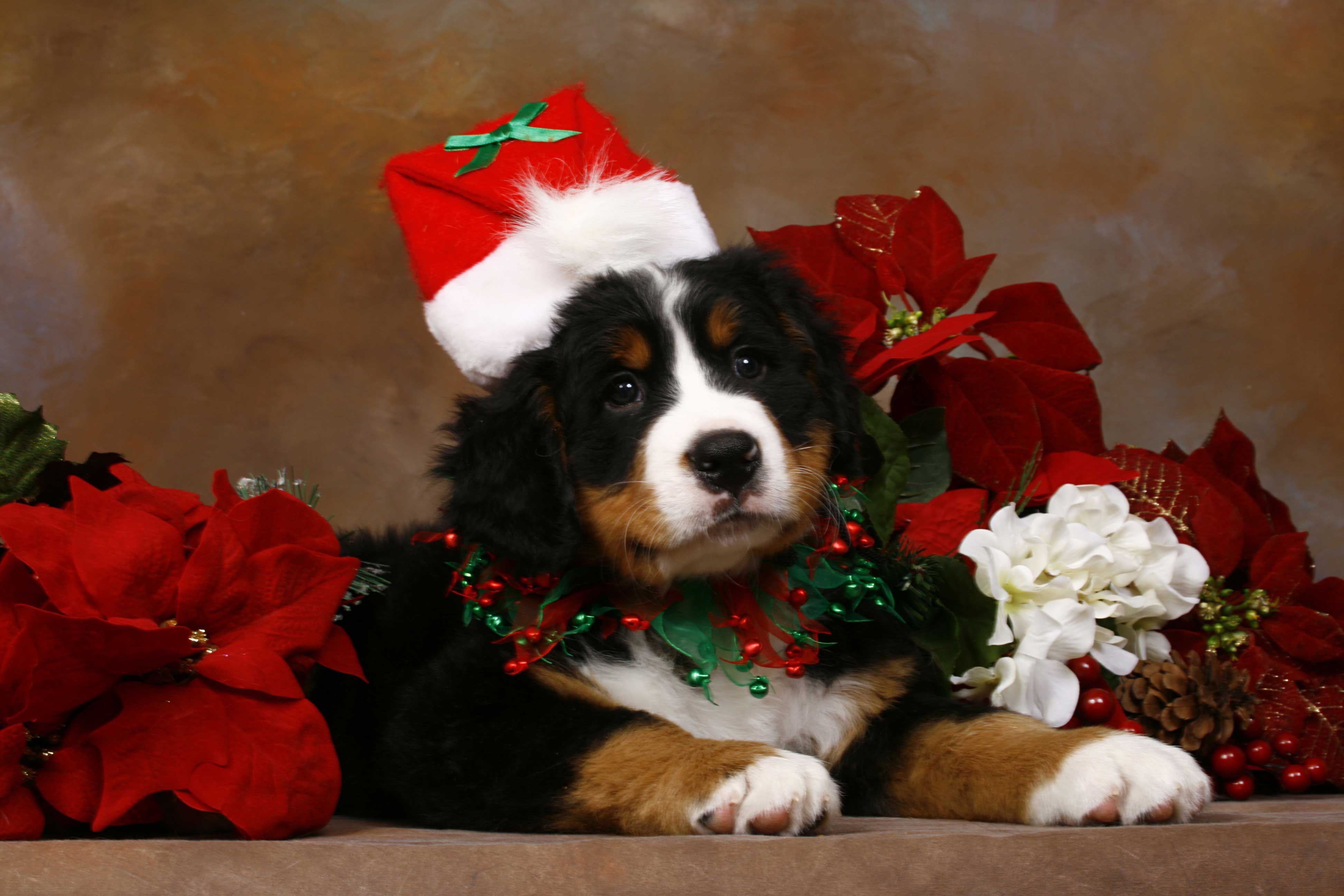 Christmas Puppies Wallpaper (3888×2592). Christmas Dog, Dog Christmas Picture, Christmas Animals