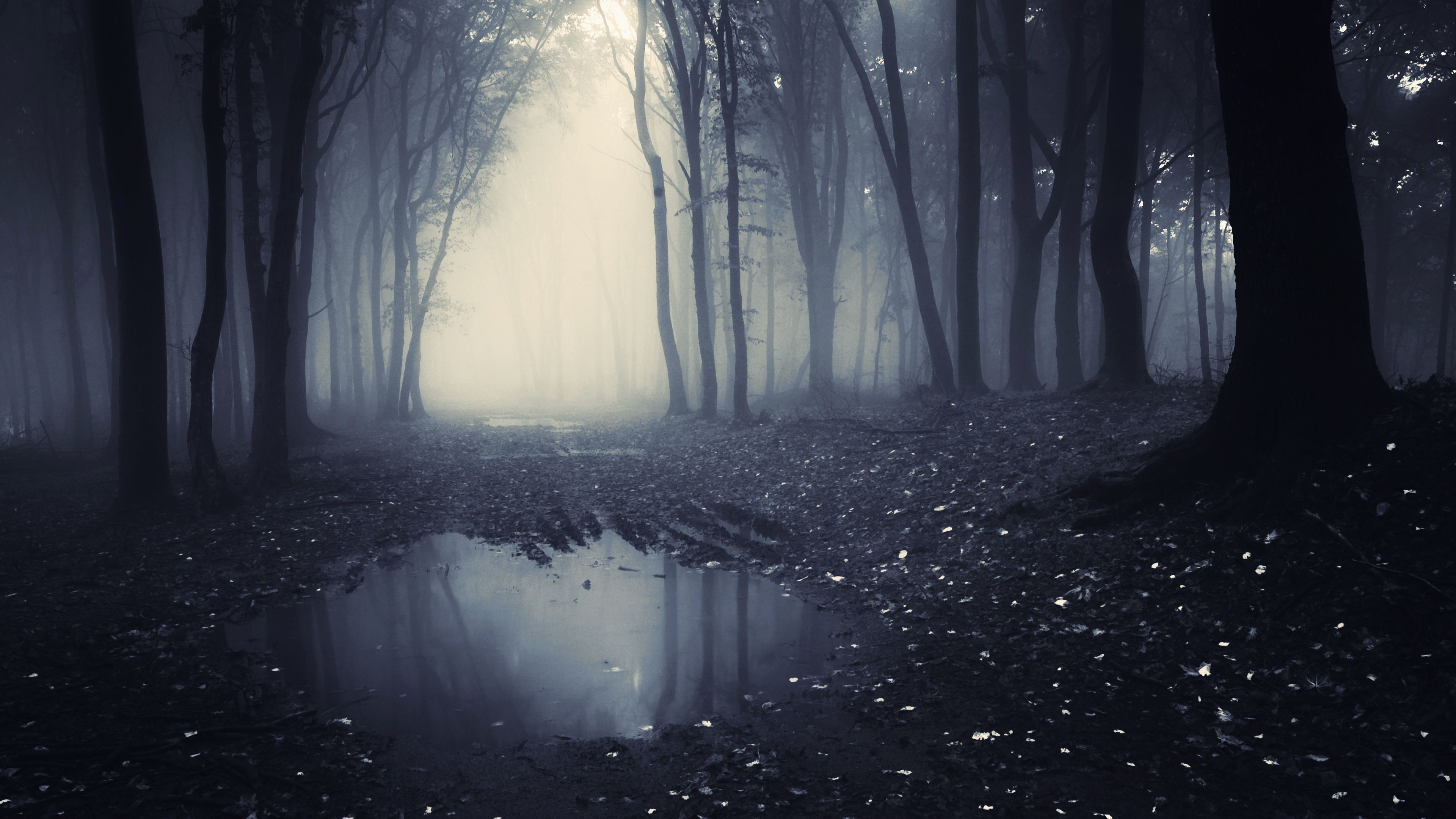 500 Dark Forest Pictures HD  Download Free Images on Unsplash