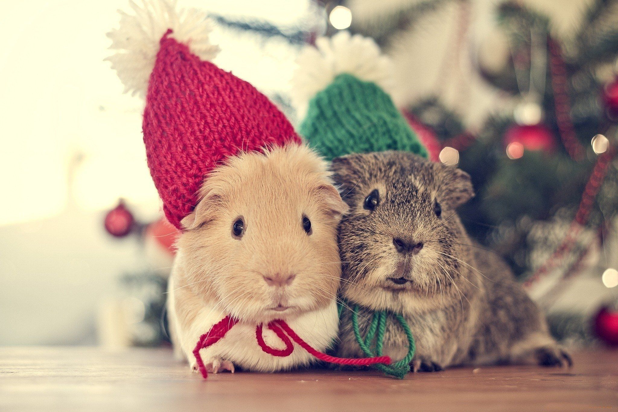 Animals animal genuine pig Christmas time wallpaperx1365