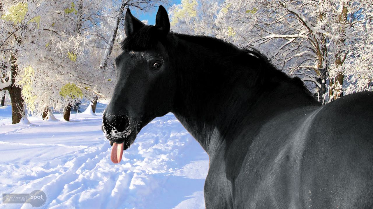 Crazy Frankenstein christmas horse HD wallpaper  Pxfuel