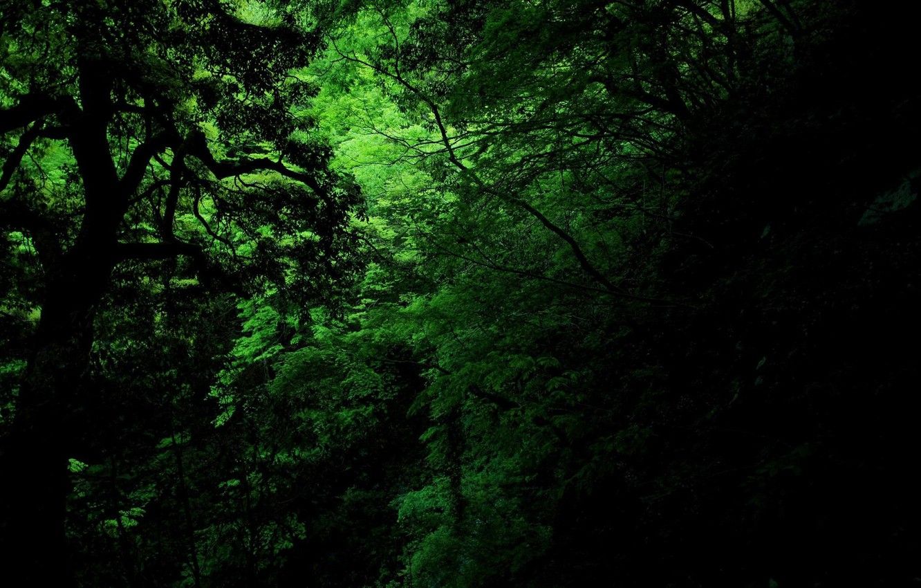 Wallpaper green, dark, jungle image for desktop, section природа