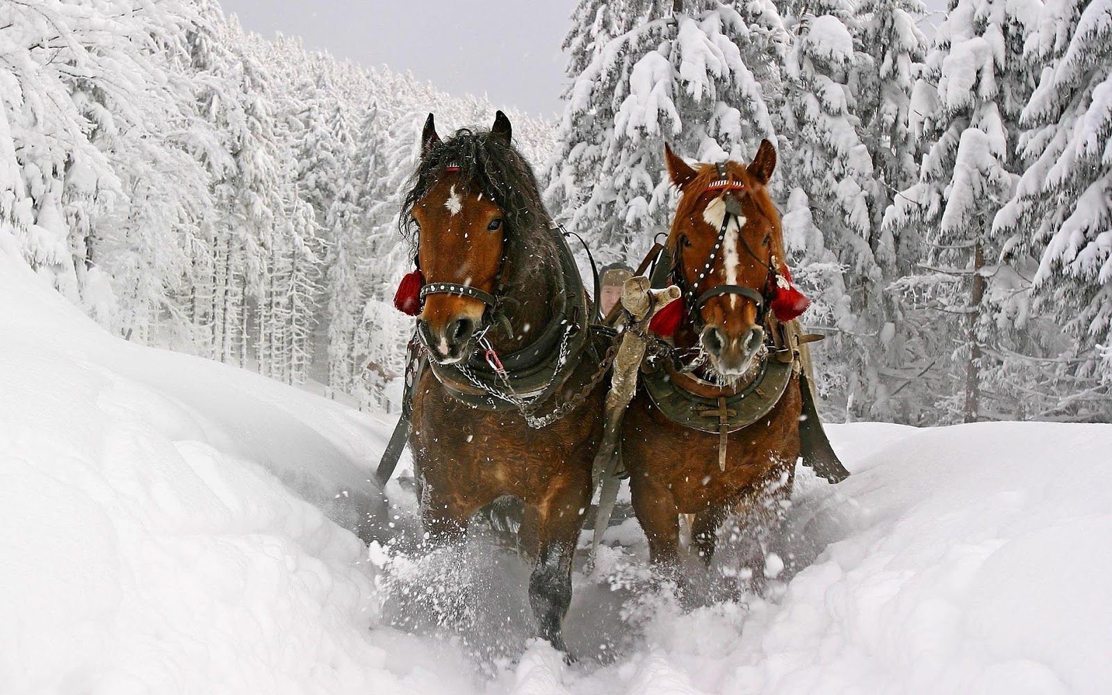 Christmas Horse Wallpaper