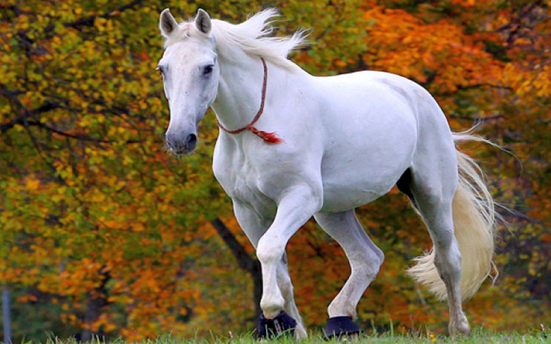 White Horse Wallpaper Free White .wallpaperaccess.com