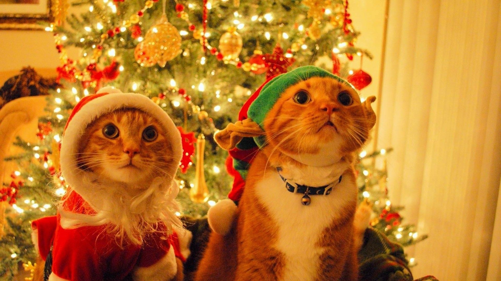 #cat, #Christmas, #animals, wallpaper. Mocah.org HD Desktop Wallpaper