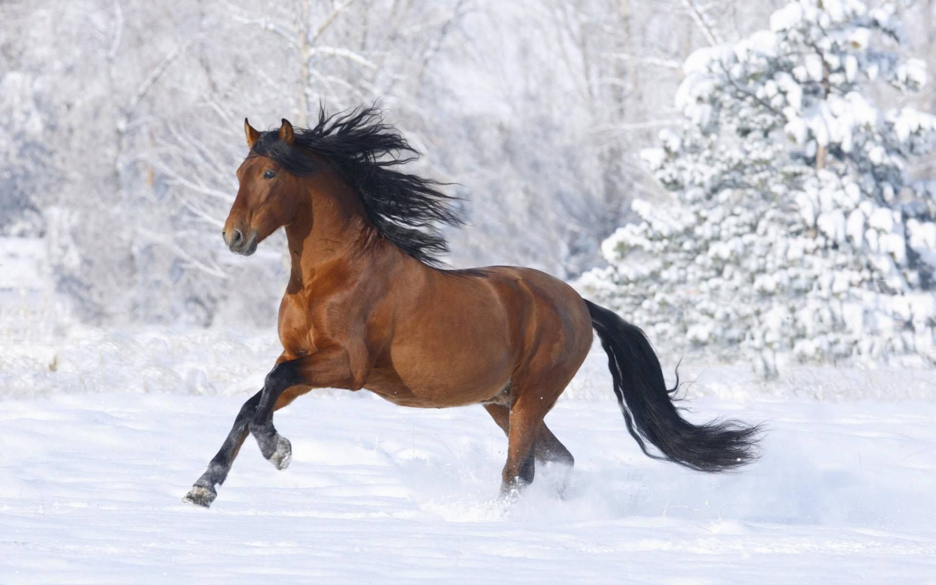 Would make a lovely computer background from Father Christmas FB. Horses in snow, Horse wallpaper, Horses