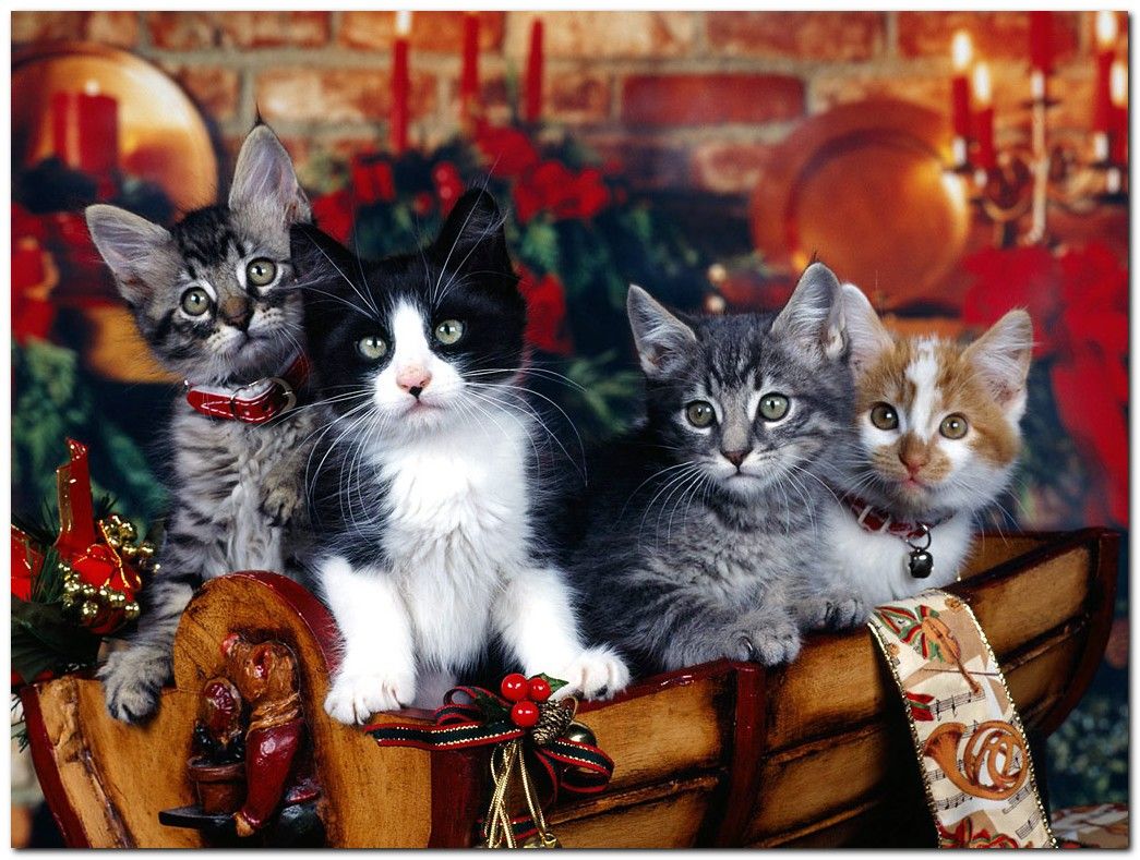 Christmas Animals Wallpaper