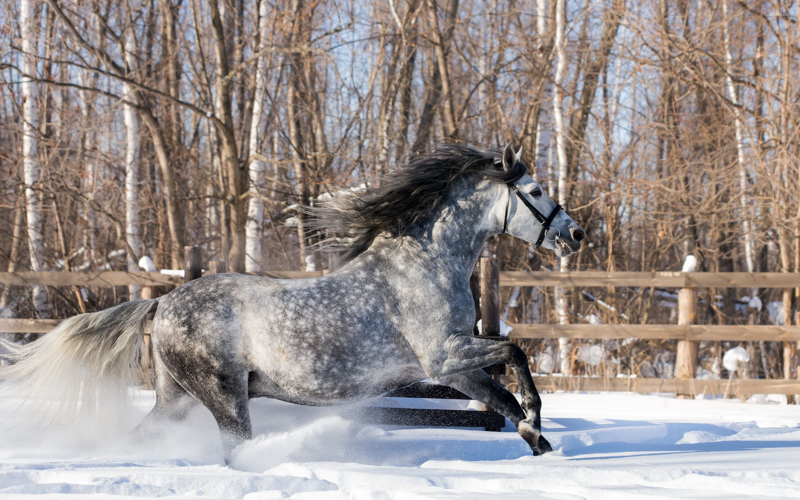 Gray horse running in the snow wallpaper wallpaper