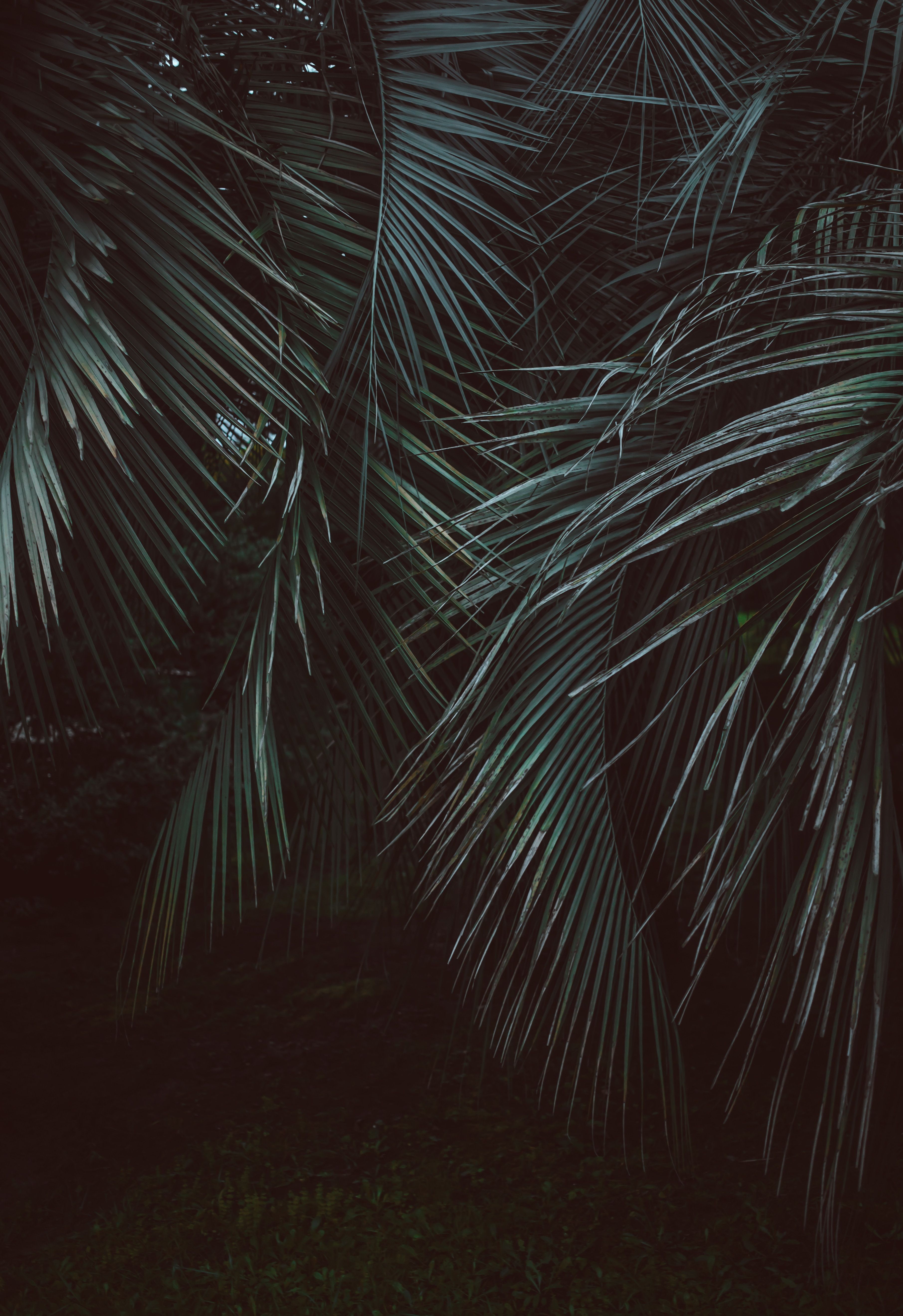 Download wallpaper 3621x5276 branches, leaves, jungle, green, dark HD background