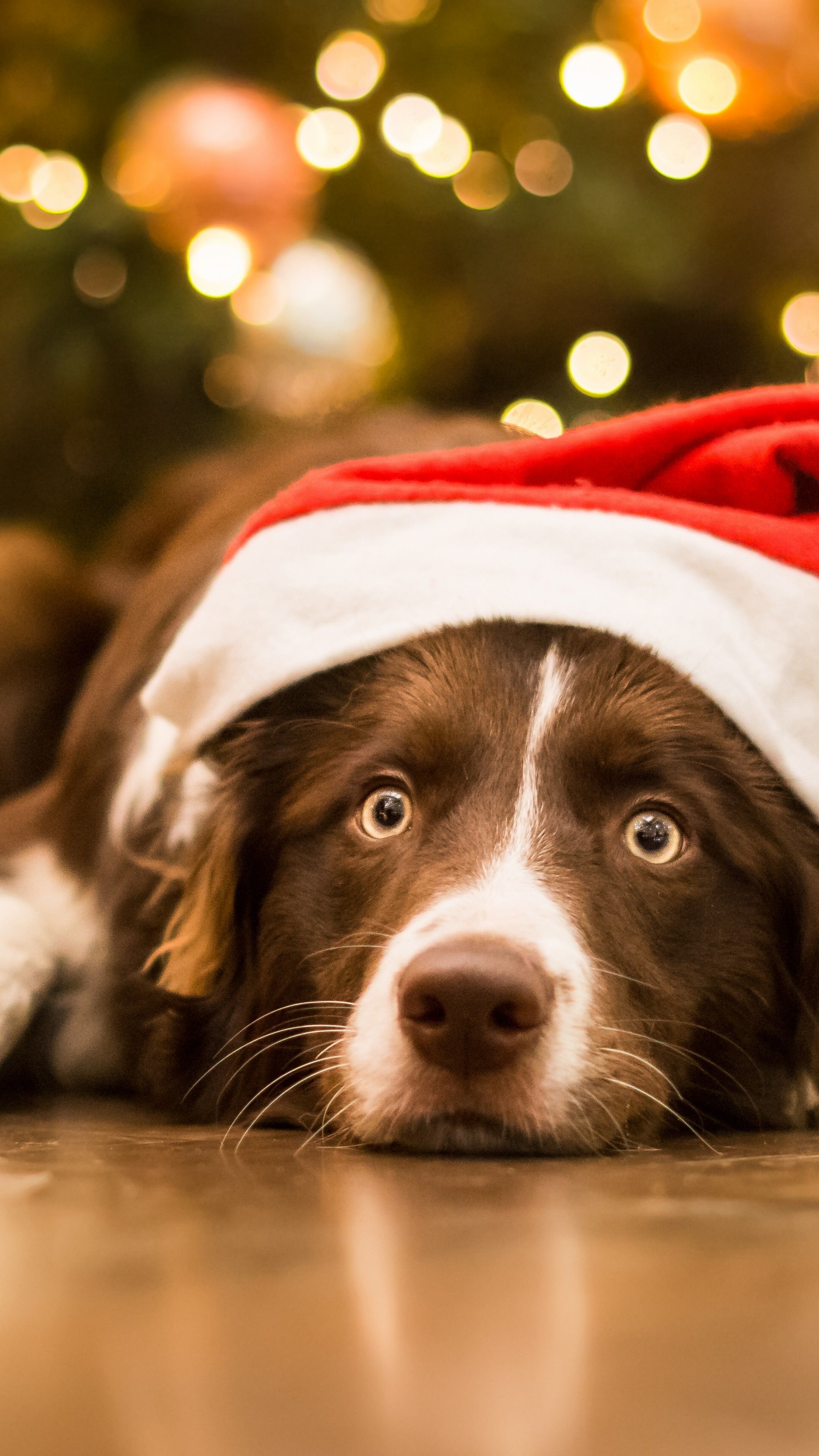 Wallpaper Christmas, New Year, dog, cute animals, 5k, Holidays