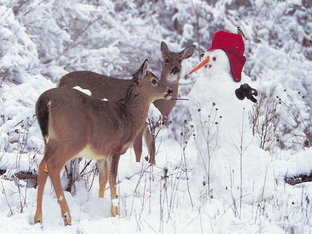 Wallpaper Club: christmas animals wallpaper