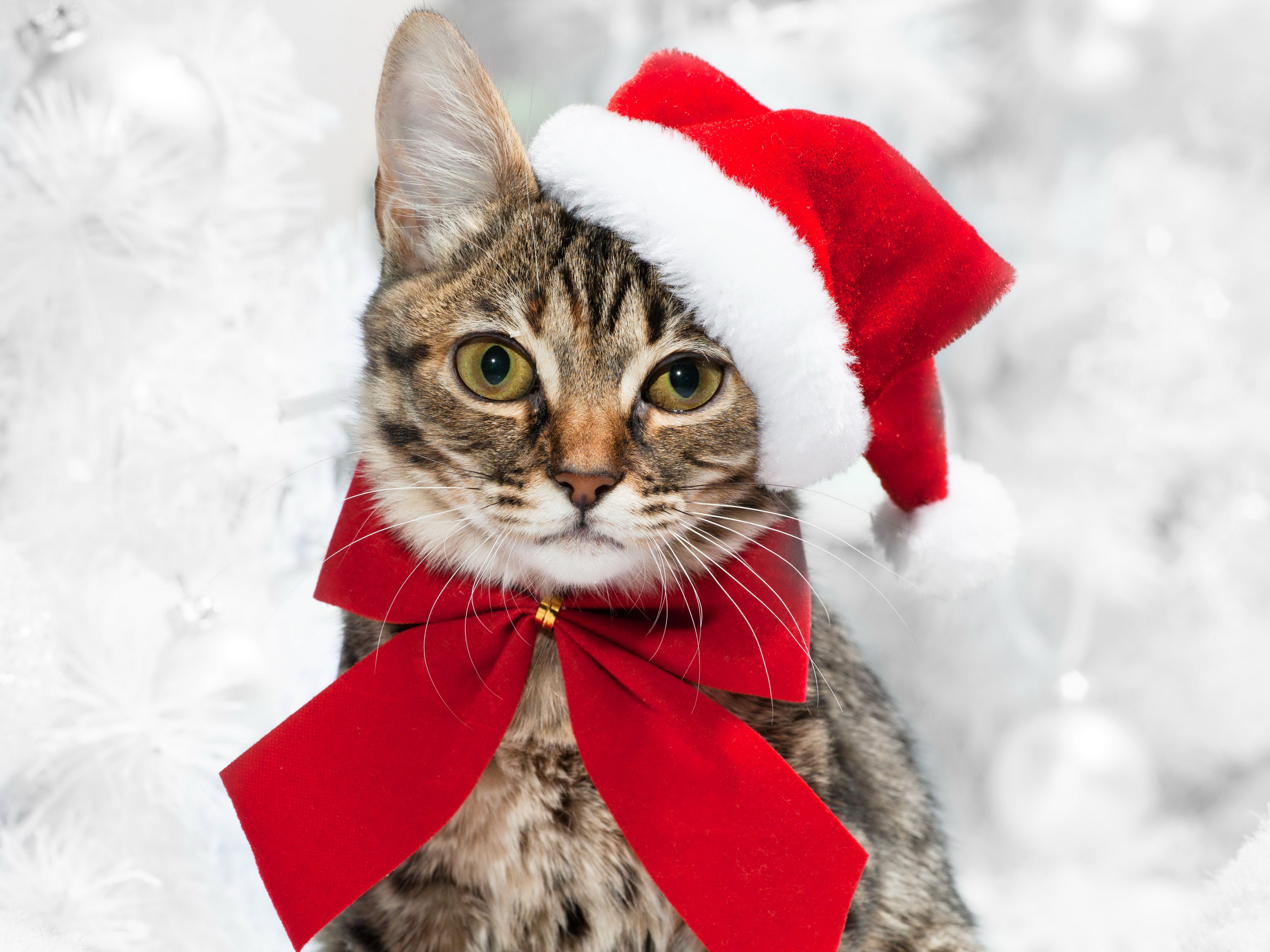 Cats Christmas ( New year ) Glance Bowknot Animals wallpaperx3000