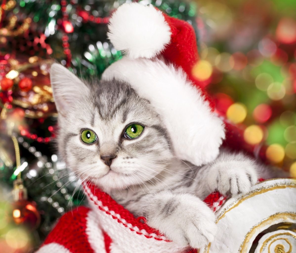 Wallpaper Cats Holidays Christmas Kittens Winter hat Animals Image Download. Christmas cats, Christmas animals, Christmas kitten