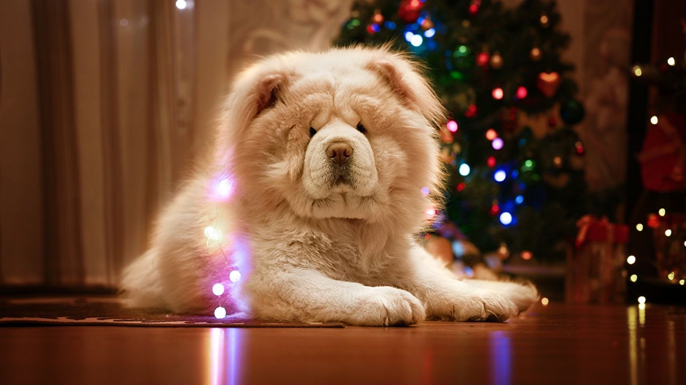 Image Chow Chow Dogs New year White Animals 1366x768