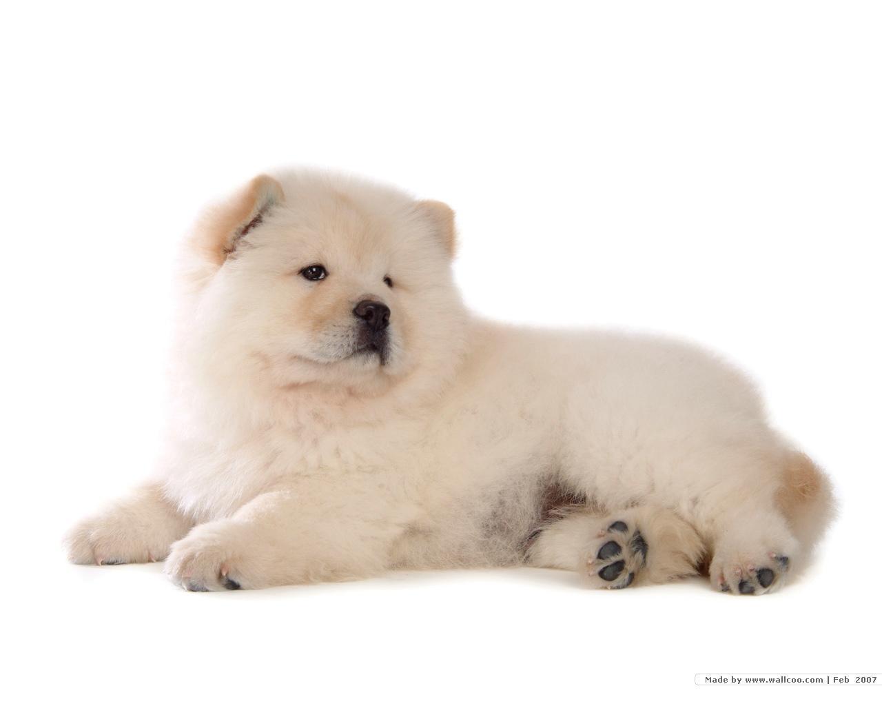 Chow Chow Wallpaper