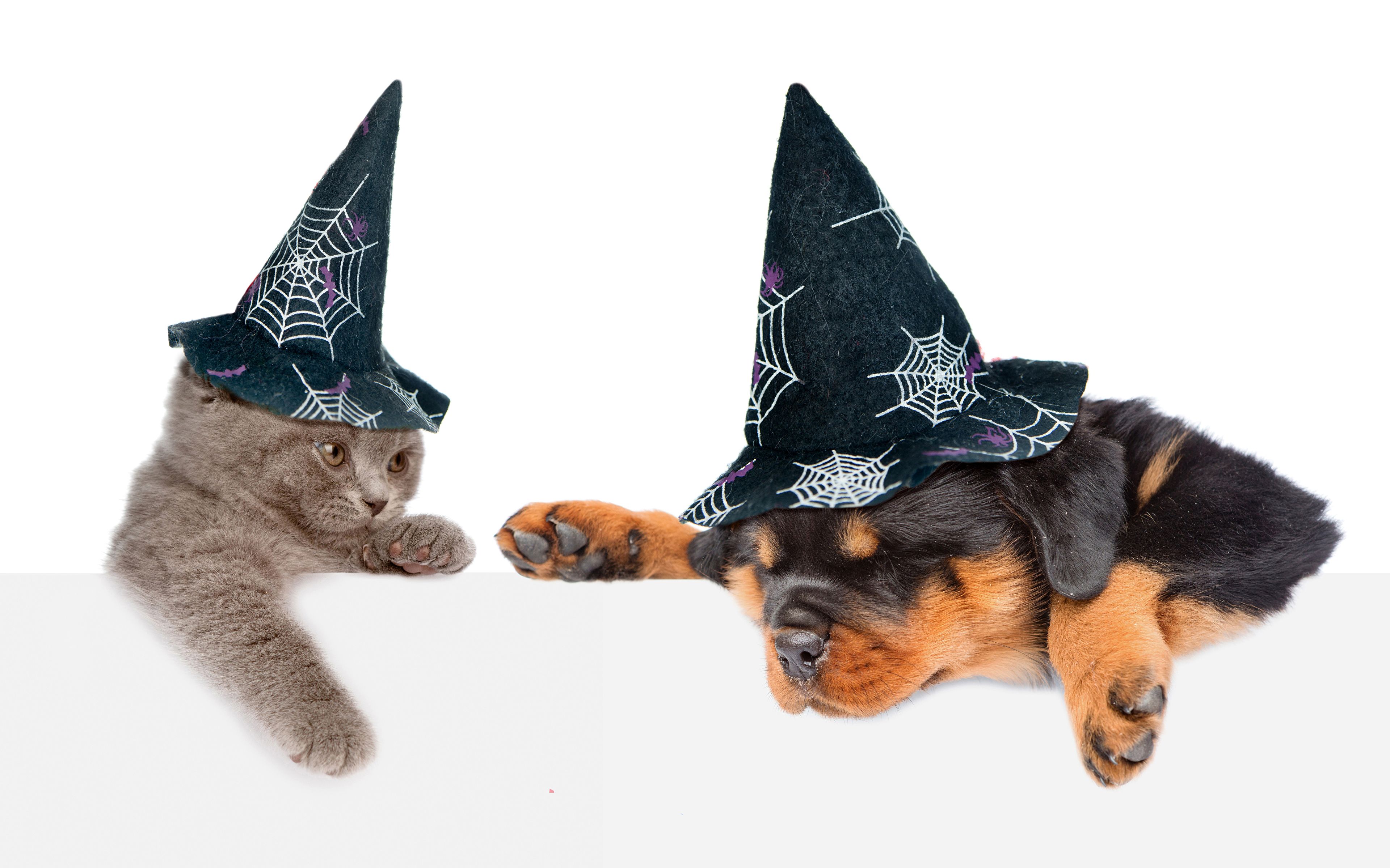 Picture animal Puppy kitty cat Rottweiler Dogs Cats Hat 3840x2400