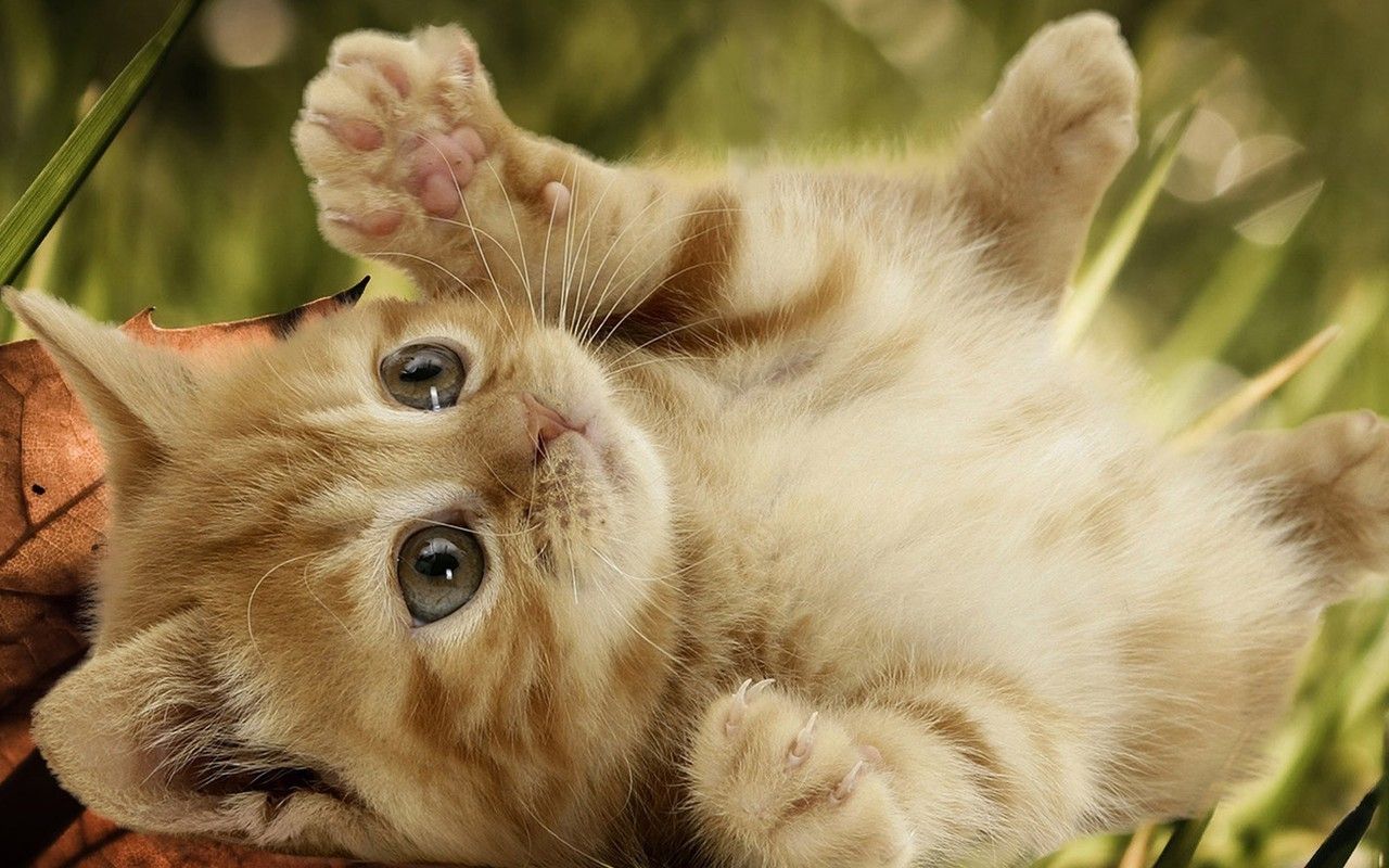 Cute Kitten Wallpaper .hipwallpaper.com