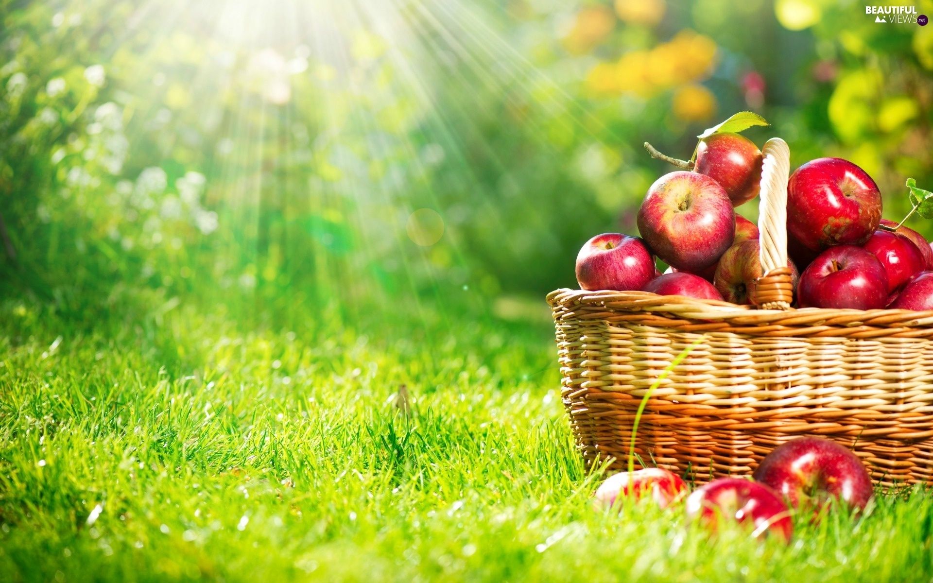 apples, Fruits, rays, sun, basket, autumn views wallpaper: 1920x1200