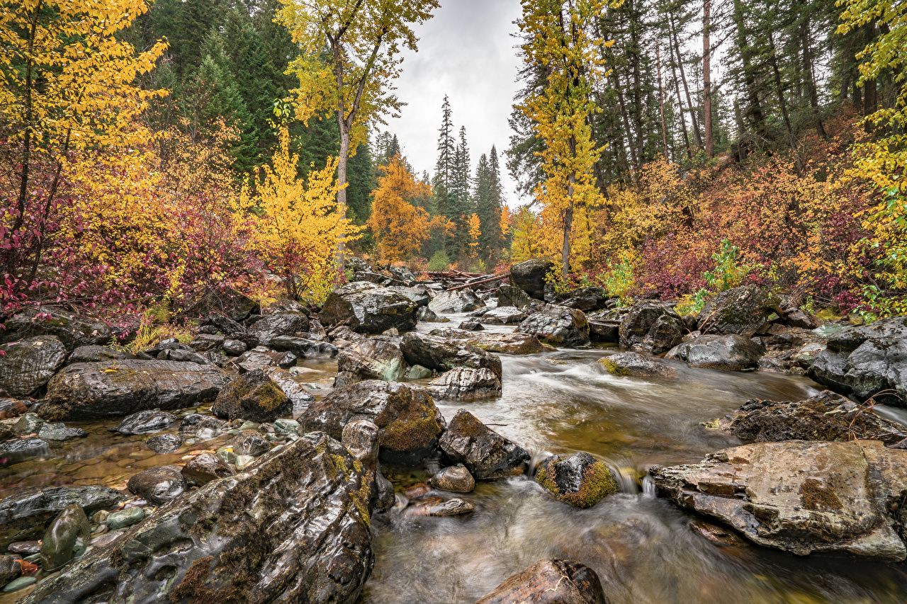 image USA Flathead National Forest, Montana state Creek Autumn