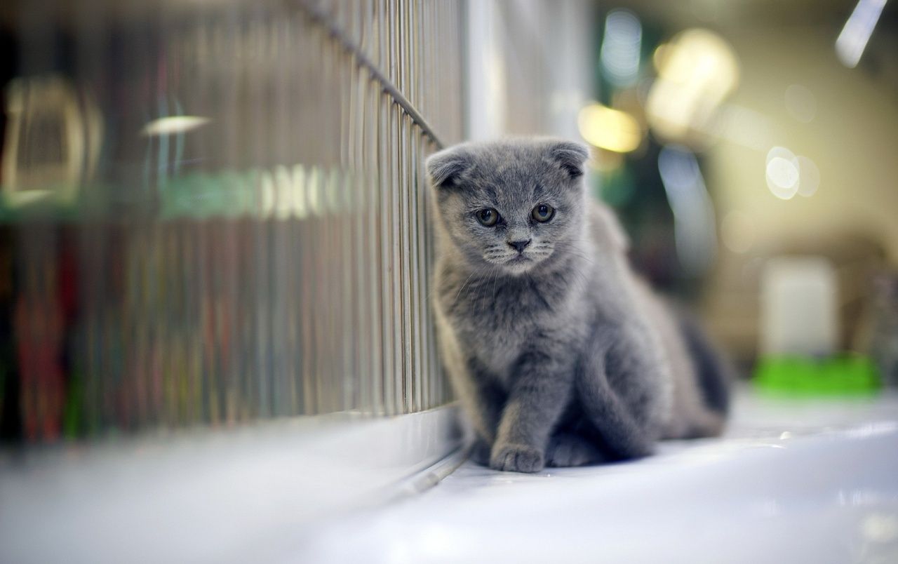 Grumpy Gray Kitten wallpaper. Grumpy Gray Kitten