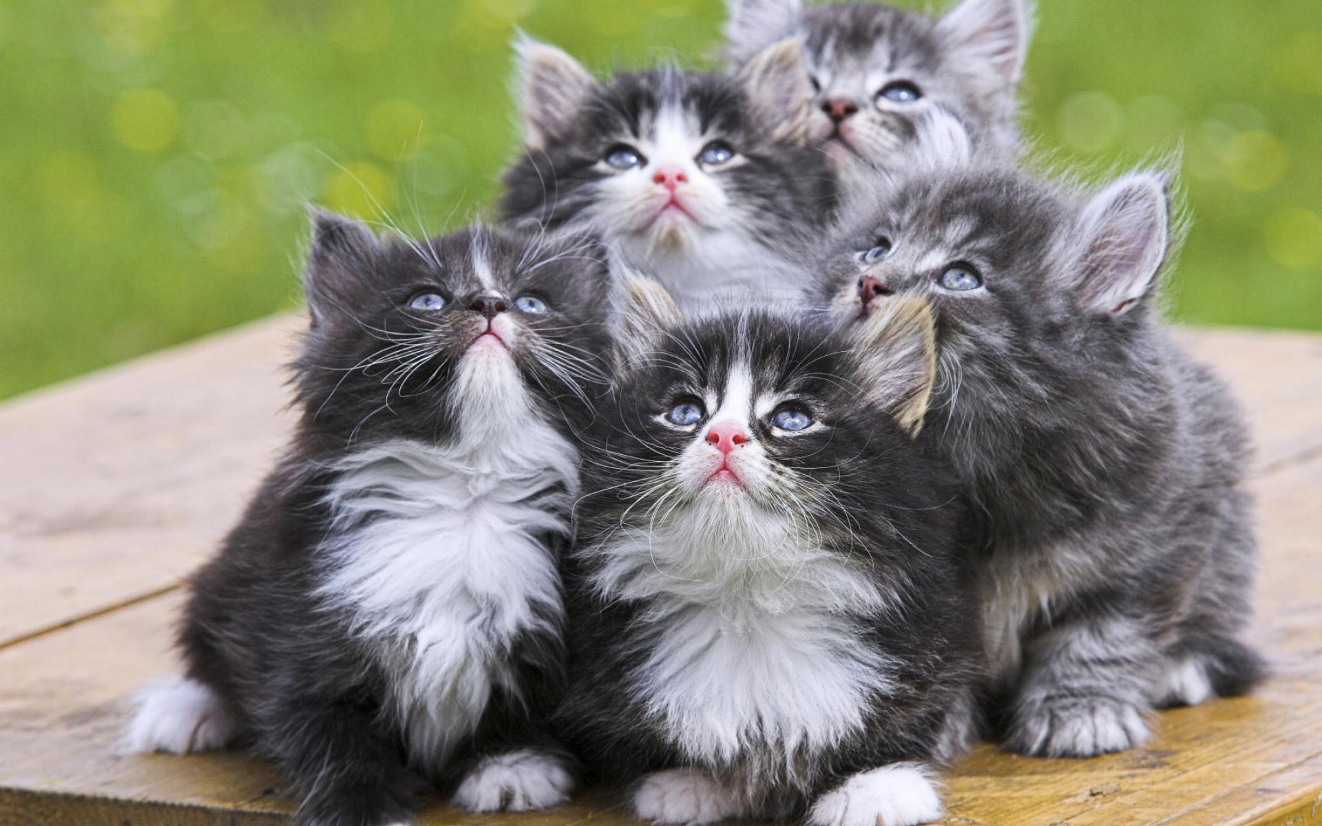 Adorable Grey Kittens wallpaperx1200