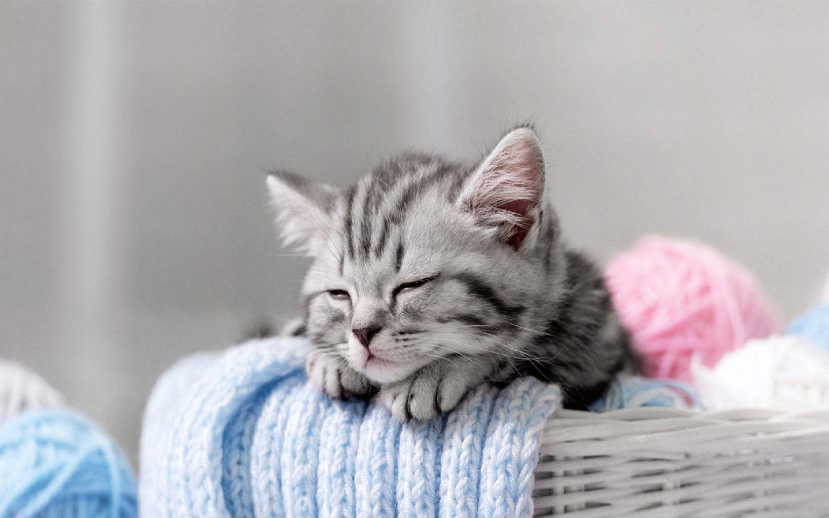 Cute Sleepy Kitten Background HD Wallpaper