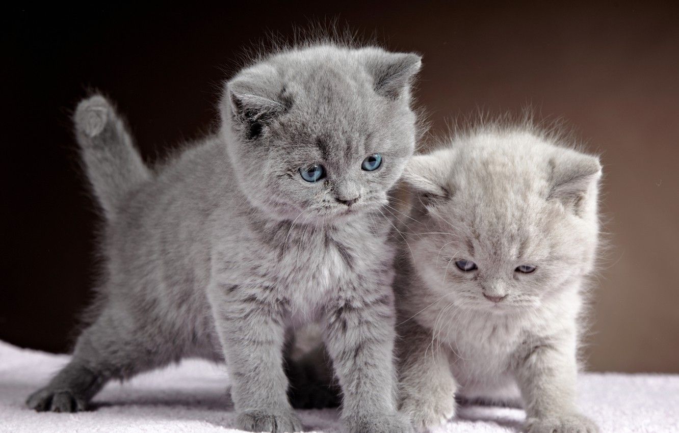 Grey Kittens Wallpapers - Wallpaper Cave