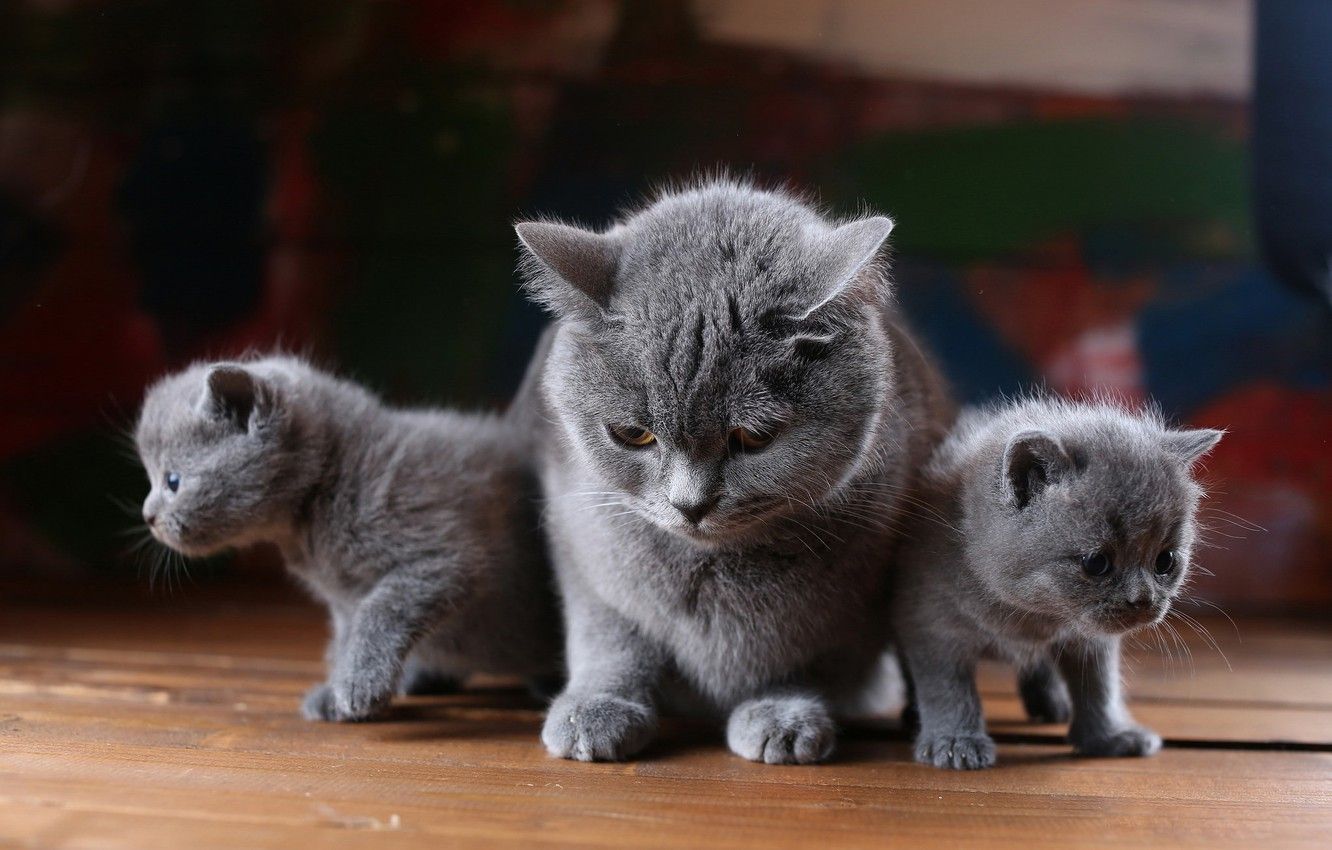 Wallpaper cat, look, cats, kitty, background, Board, kittens, three, kitty, kids, grey, trio, mom, strokes, two kittens, British image for desktop, section кошки